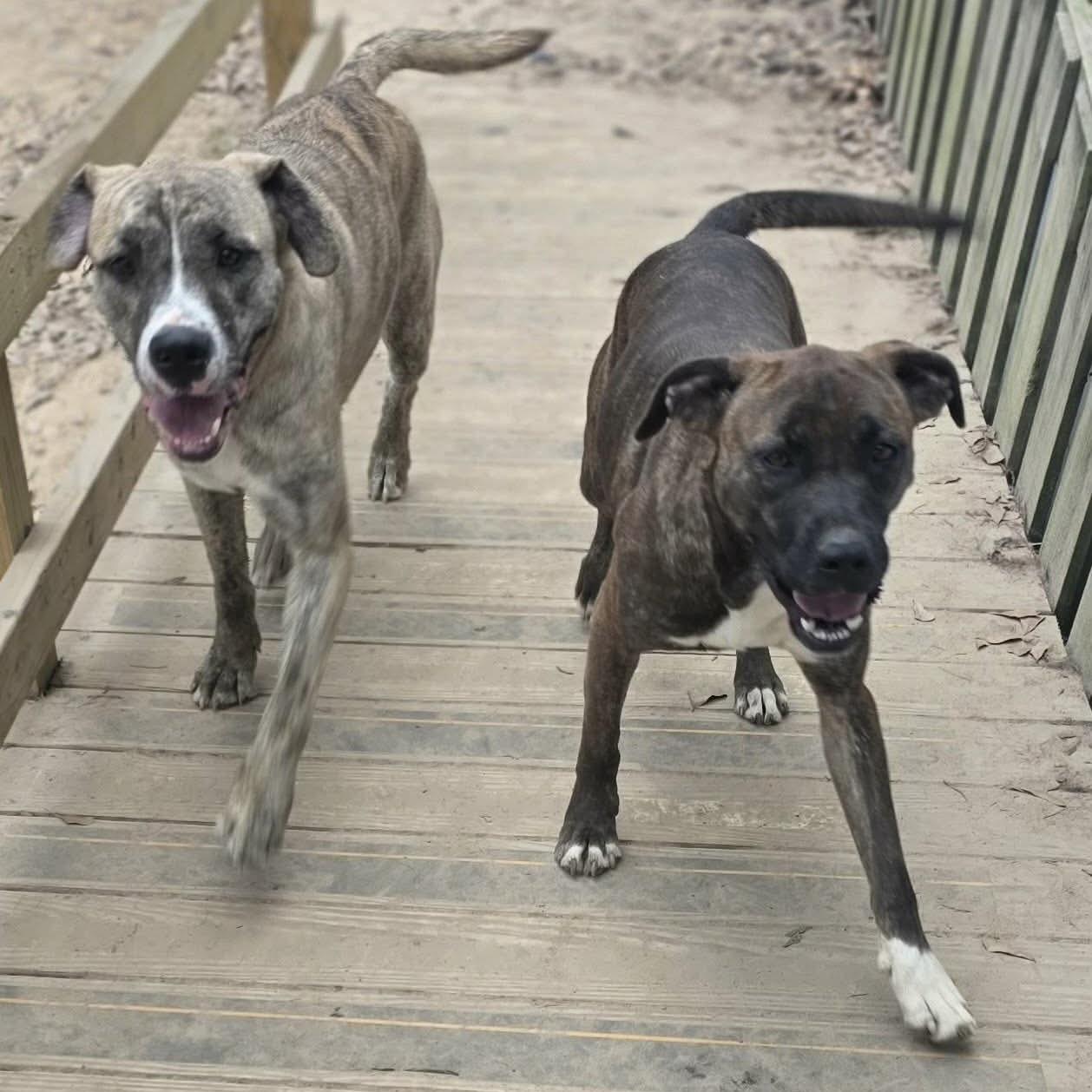 Ziva (20240905-09) **Part of a Bonded Pair** — thumbnail 2