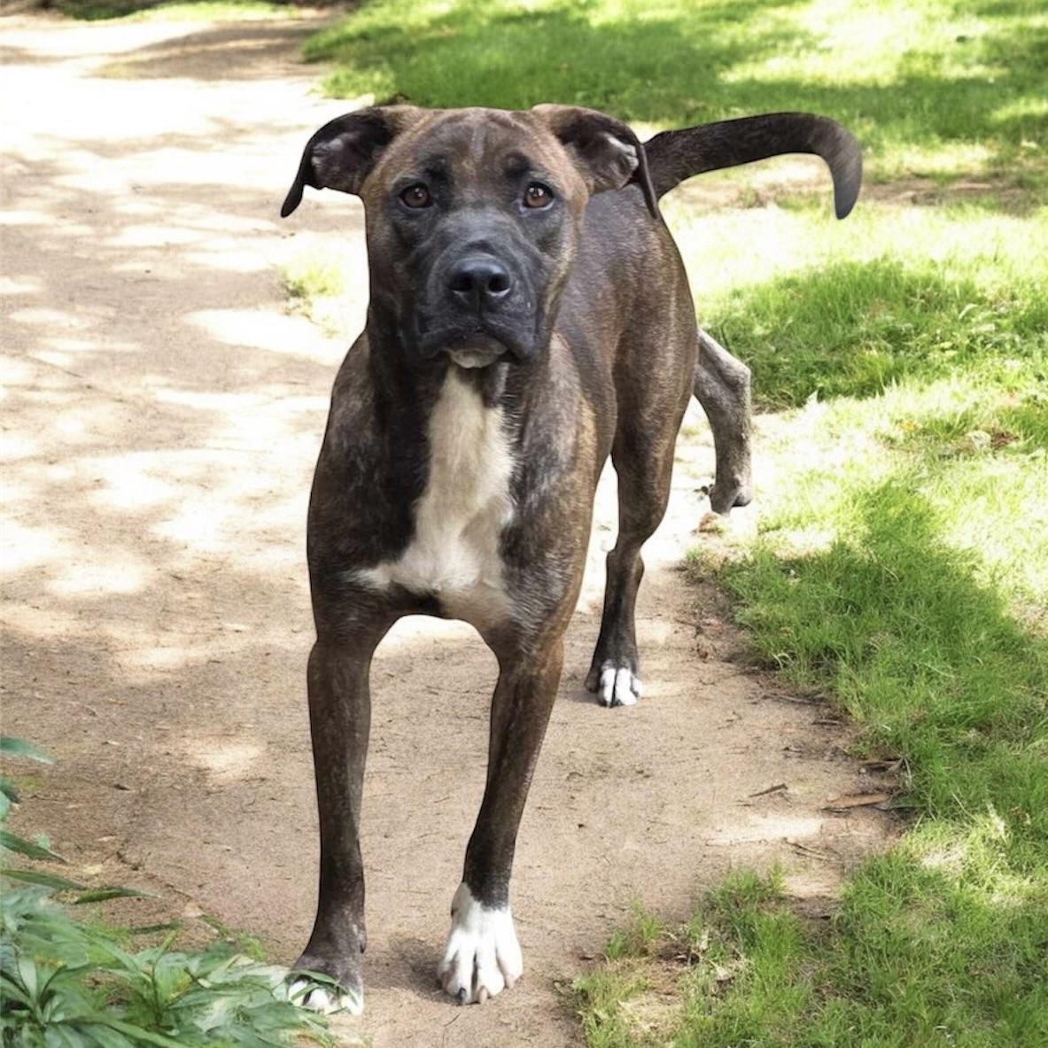 Ziva (20240905-09) **Part of a Bonded Pair** — thumbnail 3