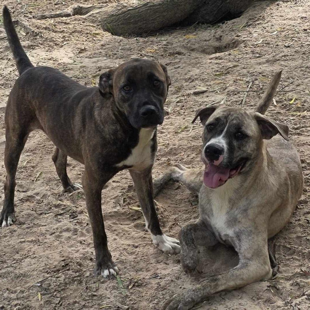 Ziva (20240905-09) **Part of a Bonded Pair** — thumbnail 4