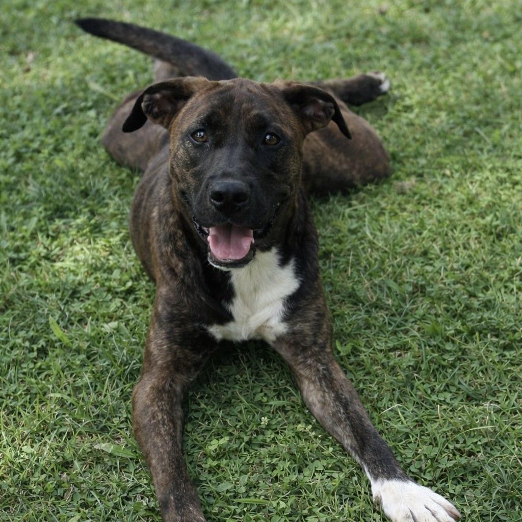 Ziva (20240905-09) **Part of a Bonded Pair** — thumbnail 6