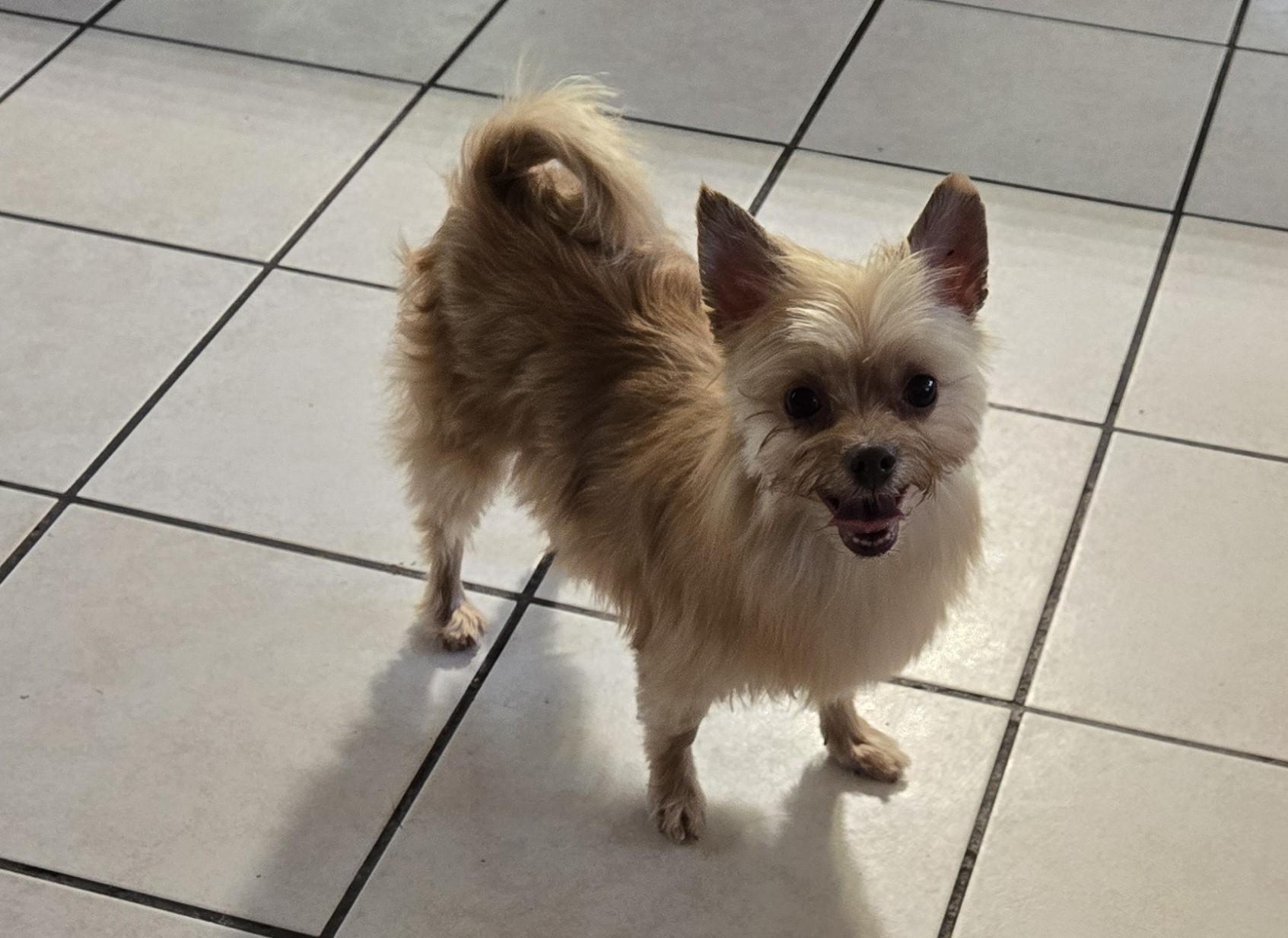 Enlarge Sandy  --  UPDATE, a Adoptable mixed breed in North Augusta, SC image 1/2