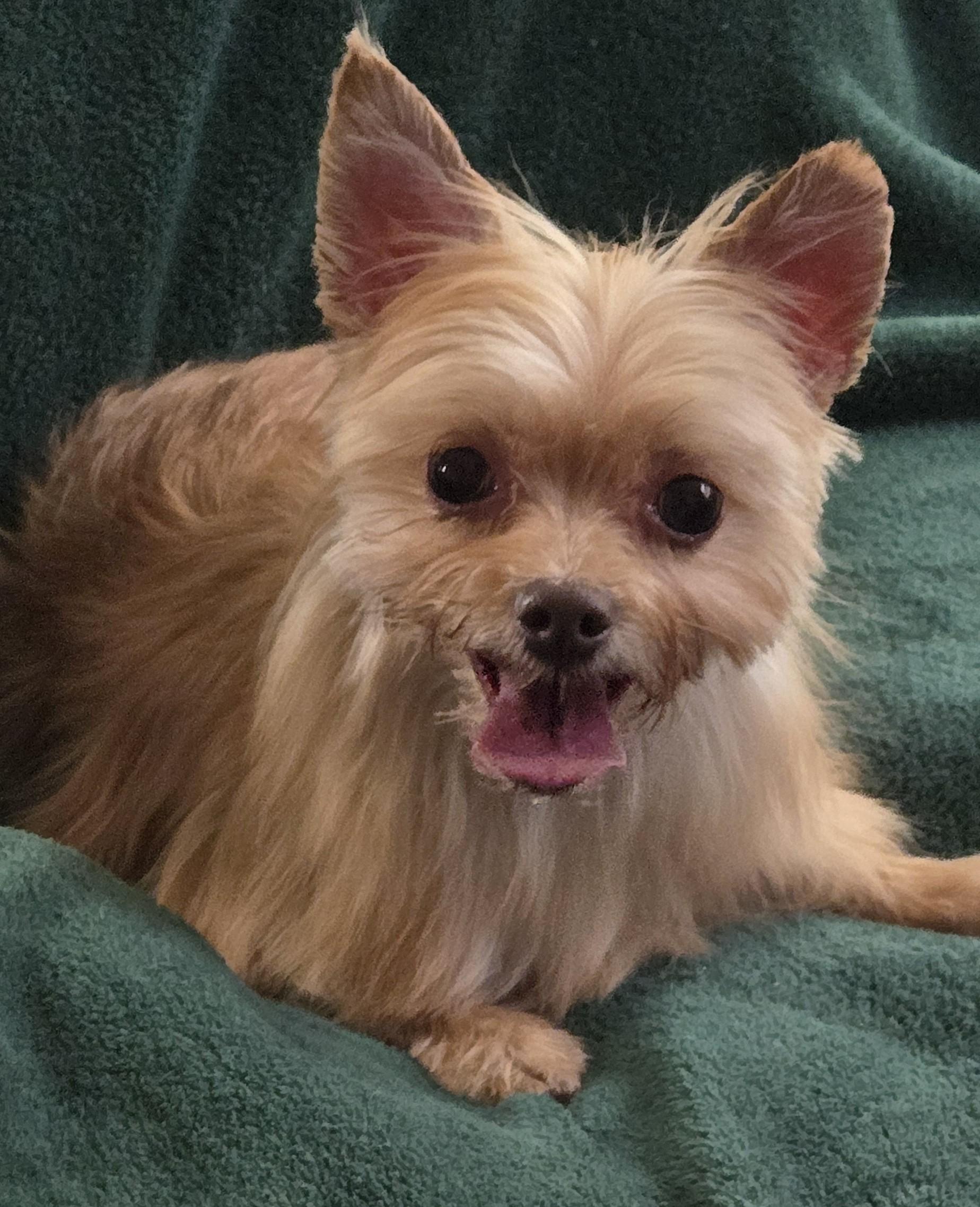 Sandy  --  UPDATE, Adoptable, Adult Female Yorkshire Terrier & Chihuahua.