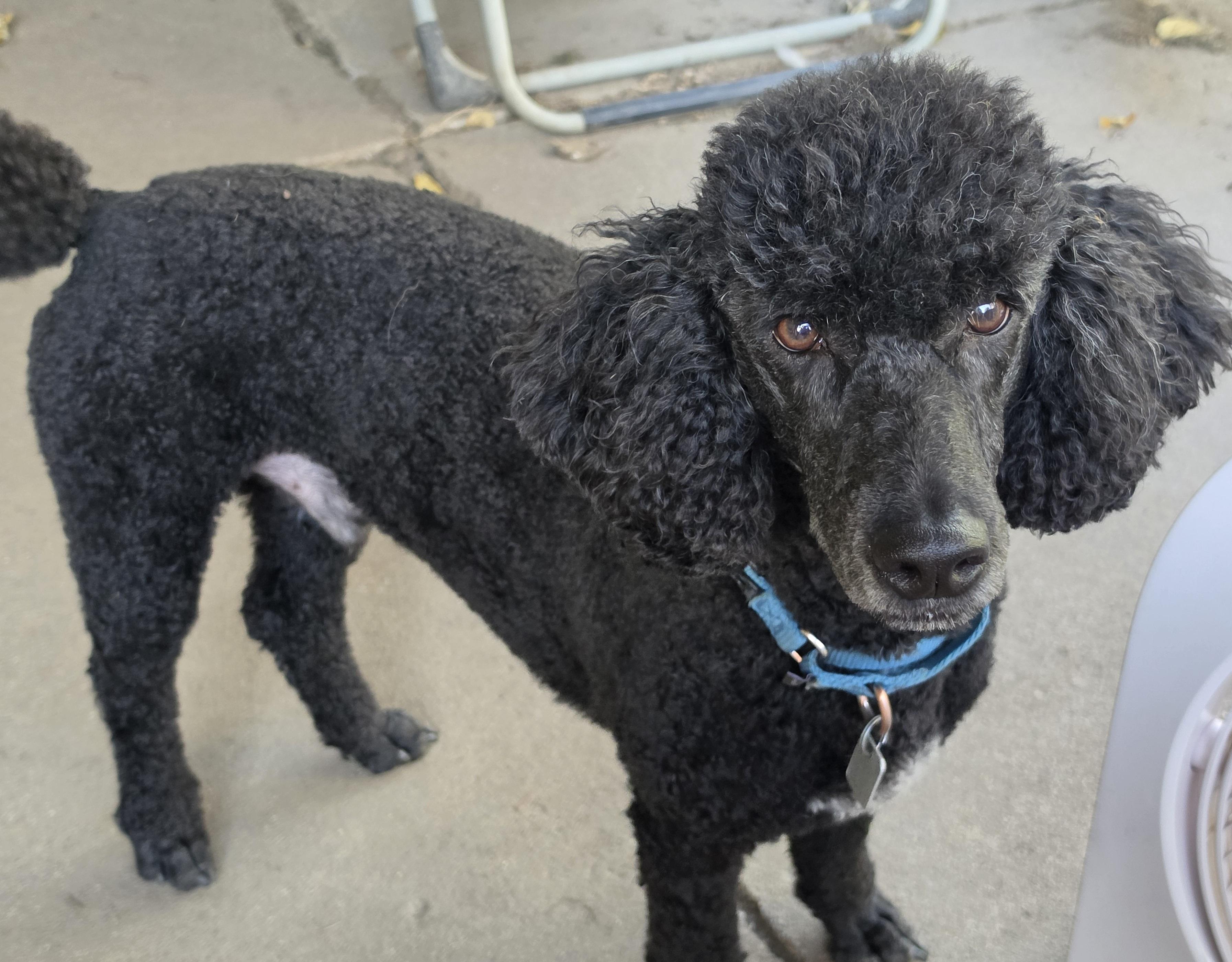 Gorgeous George, Adoptable, Adult Male Poodle.