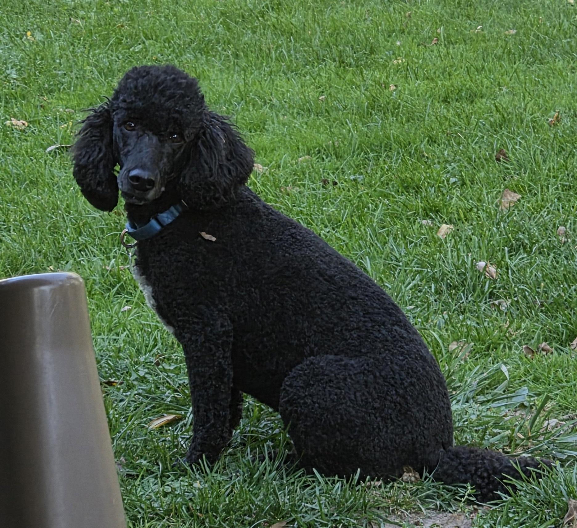 Enlarge Gorgeous George, a Adoptable Poodle in Lansing, MI image 2/2