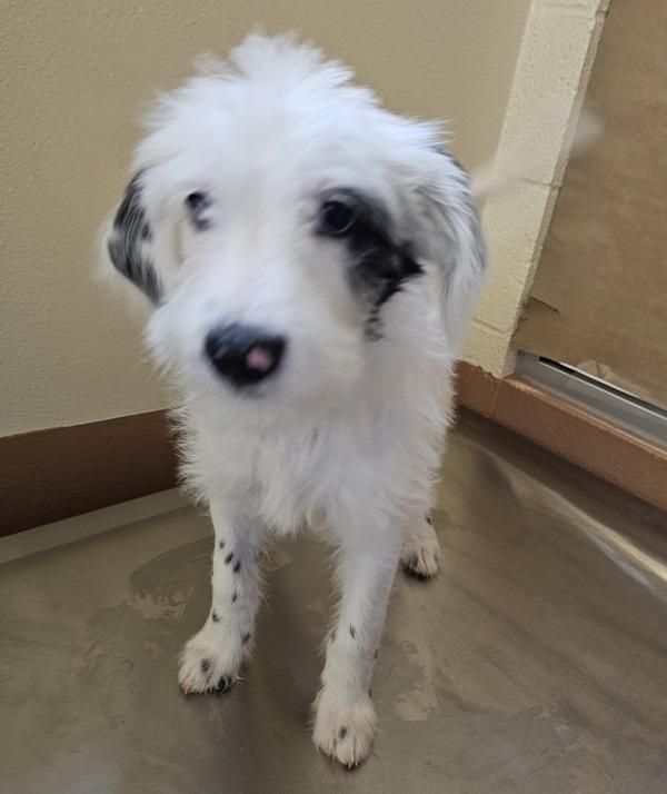 Enlarge Anita, a Adoptable mixed breed in Kennewick, WA image 1/2