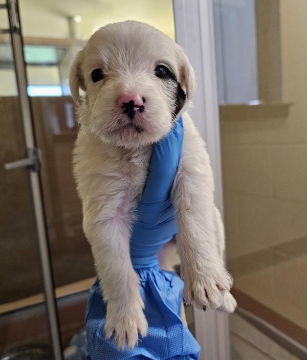 Enlarge Anita, a Adoptable mixed breed in Kennewick, WA image 2/2