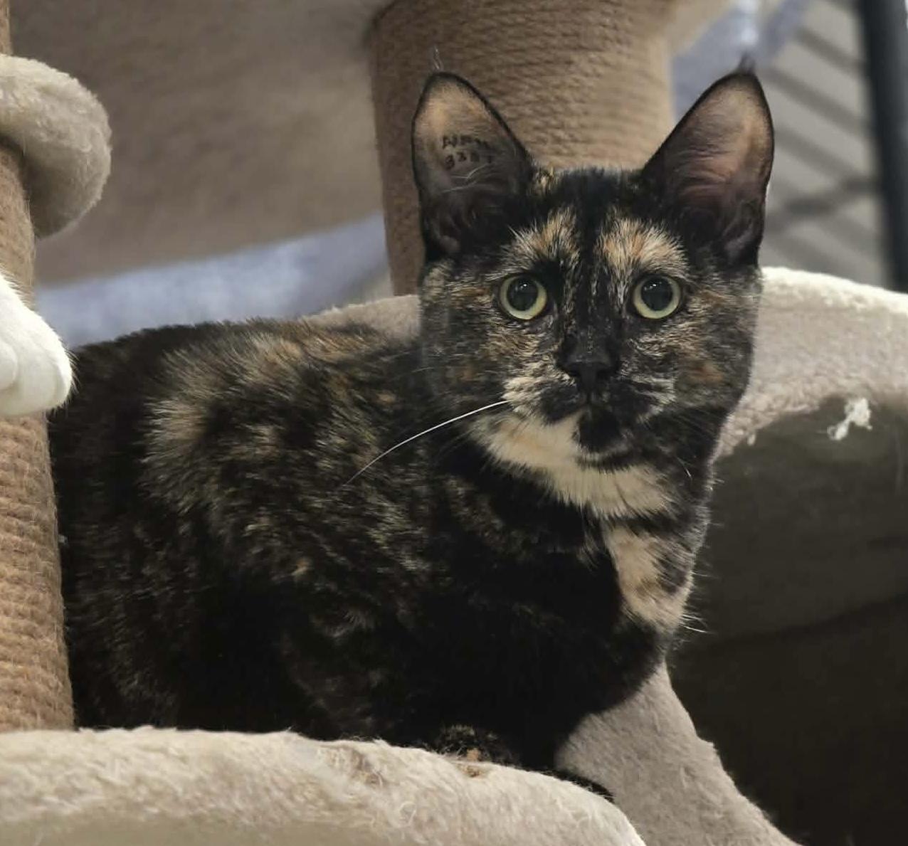 Lucy, ADOPTABLE, Young Female Tortoiseshell.
