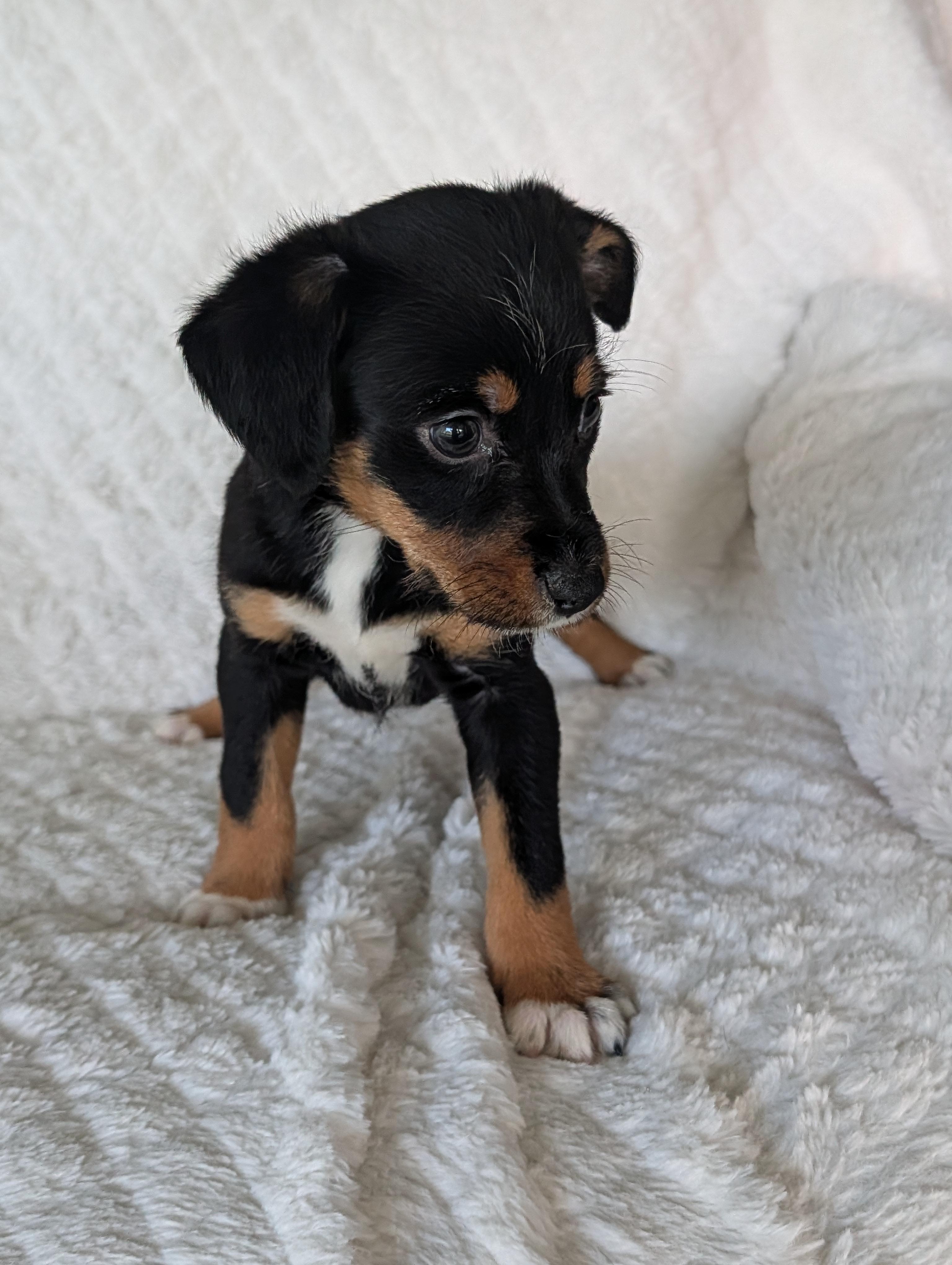 Enlarge Gracie Grapes, a Adoptable mixed breed in Baton Rouge, LA image 2/4