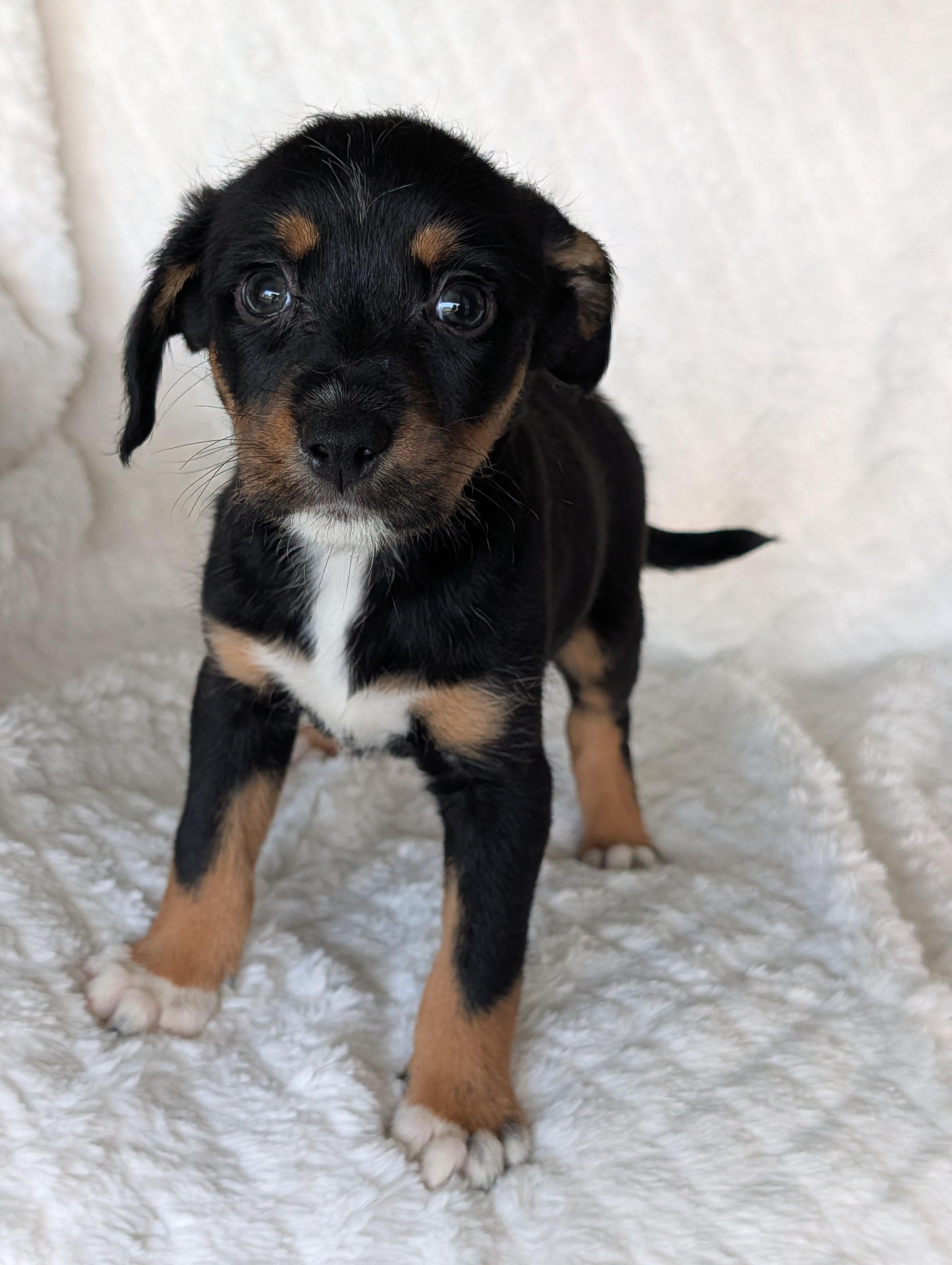 Enlarge Gracie Grapes, a Adoptable mixed breed in Baton Rouge, LA image 4/4