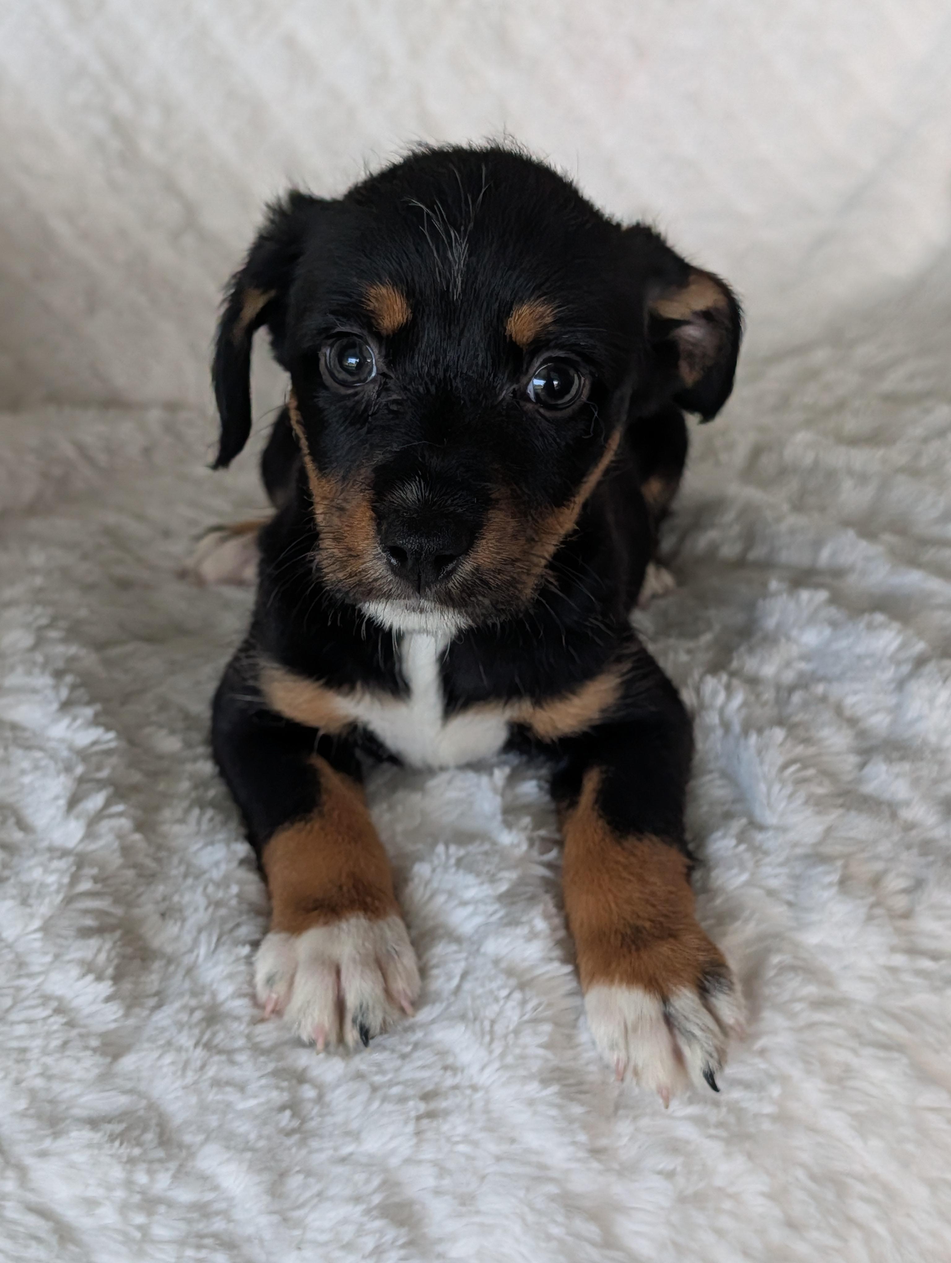Enlarge Gracie Grapes, a Adoptable mixed breed in Baton Rouge, LA image 3/4