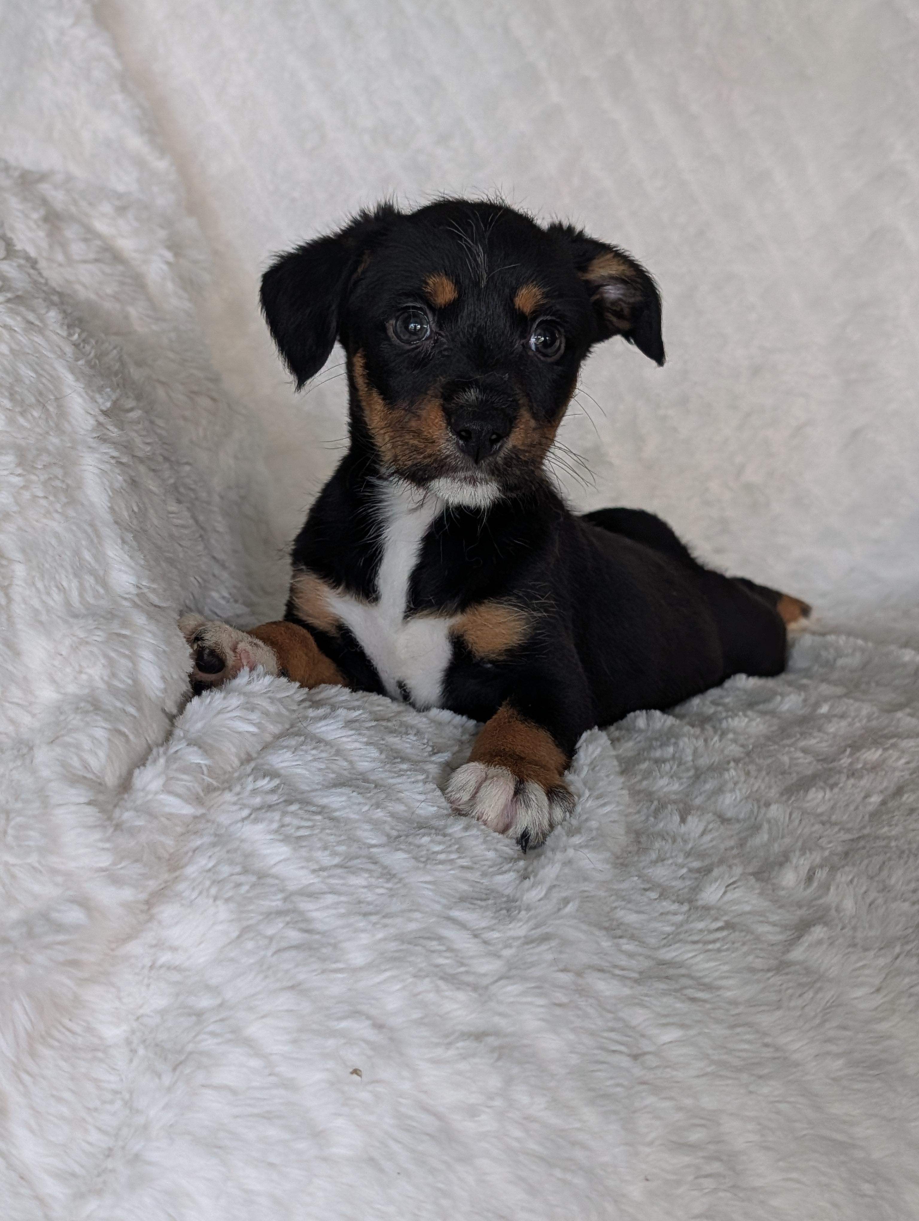 Enlarge Gracie Grapes, a Adoptable mixed breed in Baton Rouge, LA image 1/4