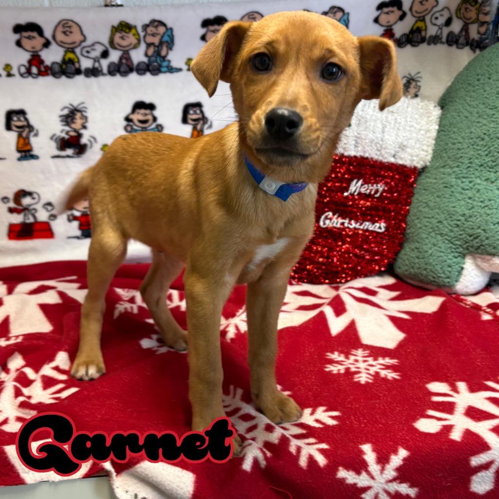 Garnet, a Adoptable mixed breed in Hillsboro, OH image 1/3
