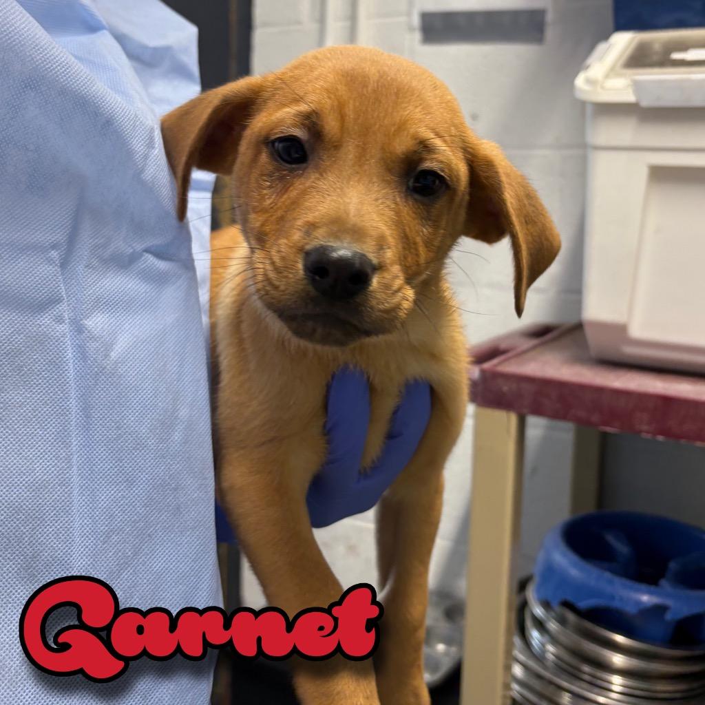 Garnet, a Adoptable mixed breed in Hillsboro, OH image 2/3