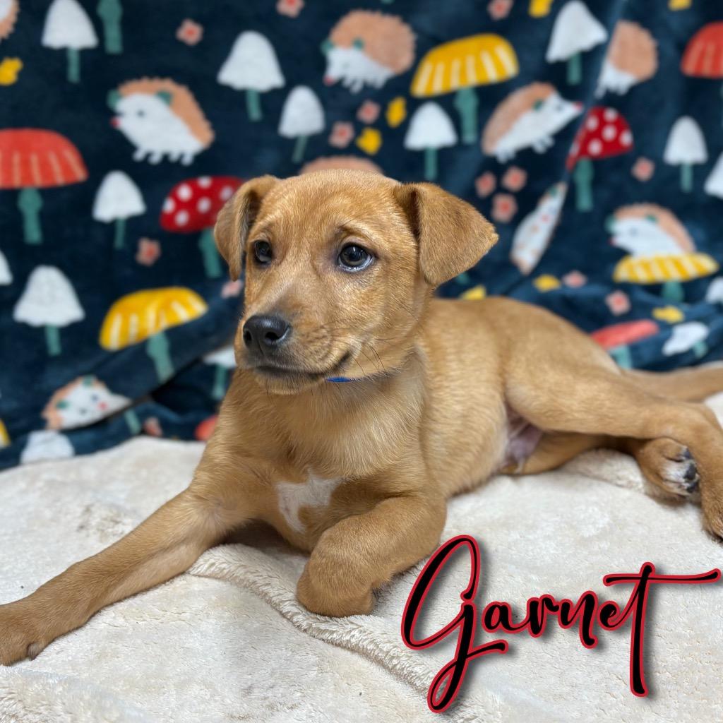 Garnet, a Adoptable mixed breed in Hillsboro, OH image 3/3