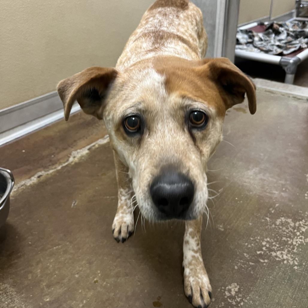 Enlarge Shiloh, a Adoptable mixed breed in Albuquerque, NM image 1/6