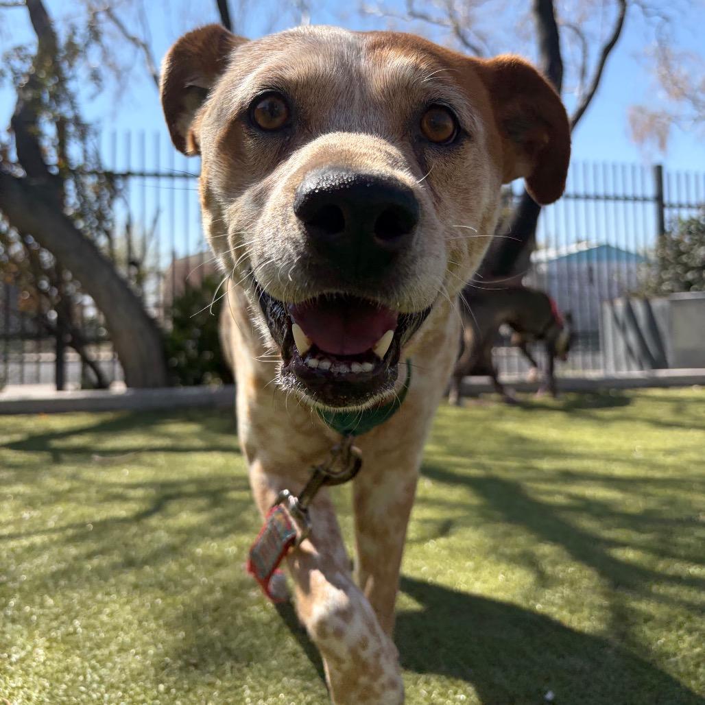 Enlarge Shiloh, a Adoptable mixed breed in Albuquerque, NM image 2/6