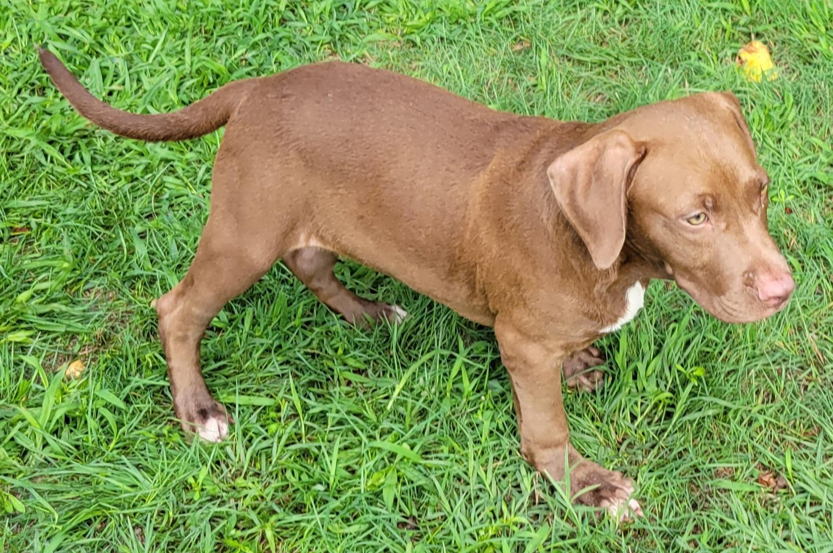Duke, an adopted mixed breed in Elwood, NJ image 4/4