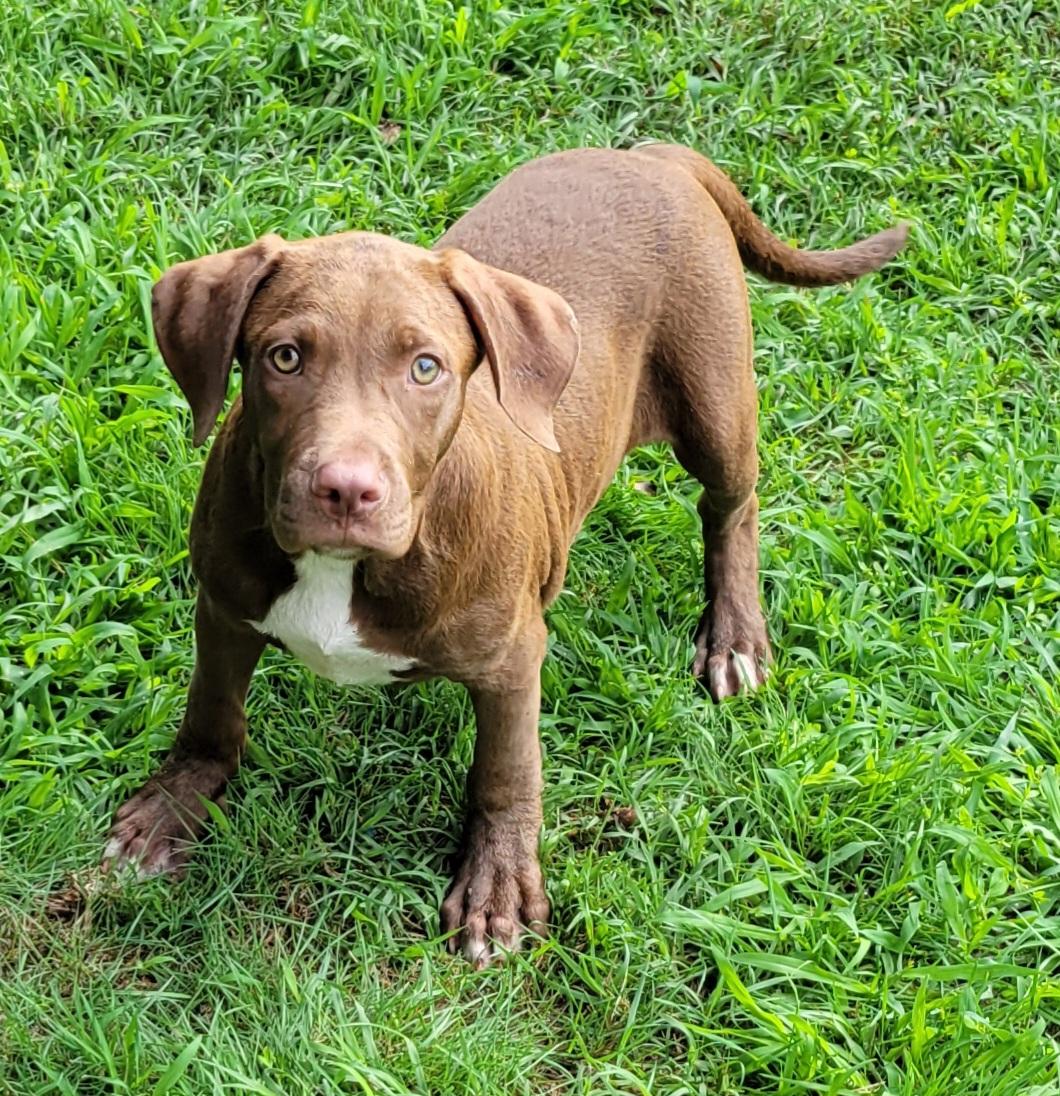 Duke, an adopted mixed breed in Elwood, NJ image 2/4