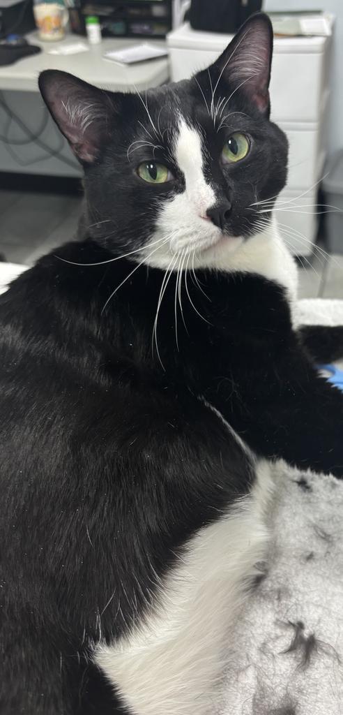 Daiquiri, Adoptable, Adult Male Domestic Short Hair.