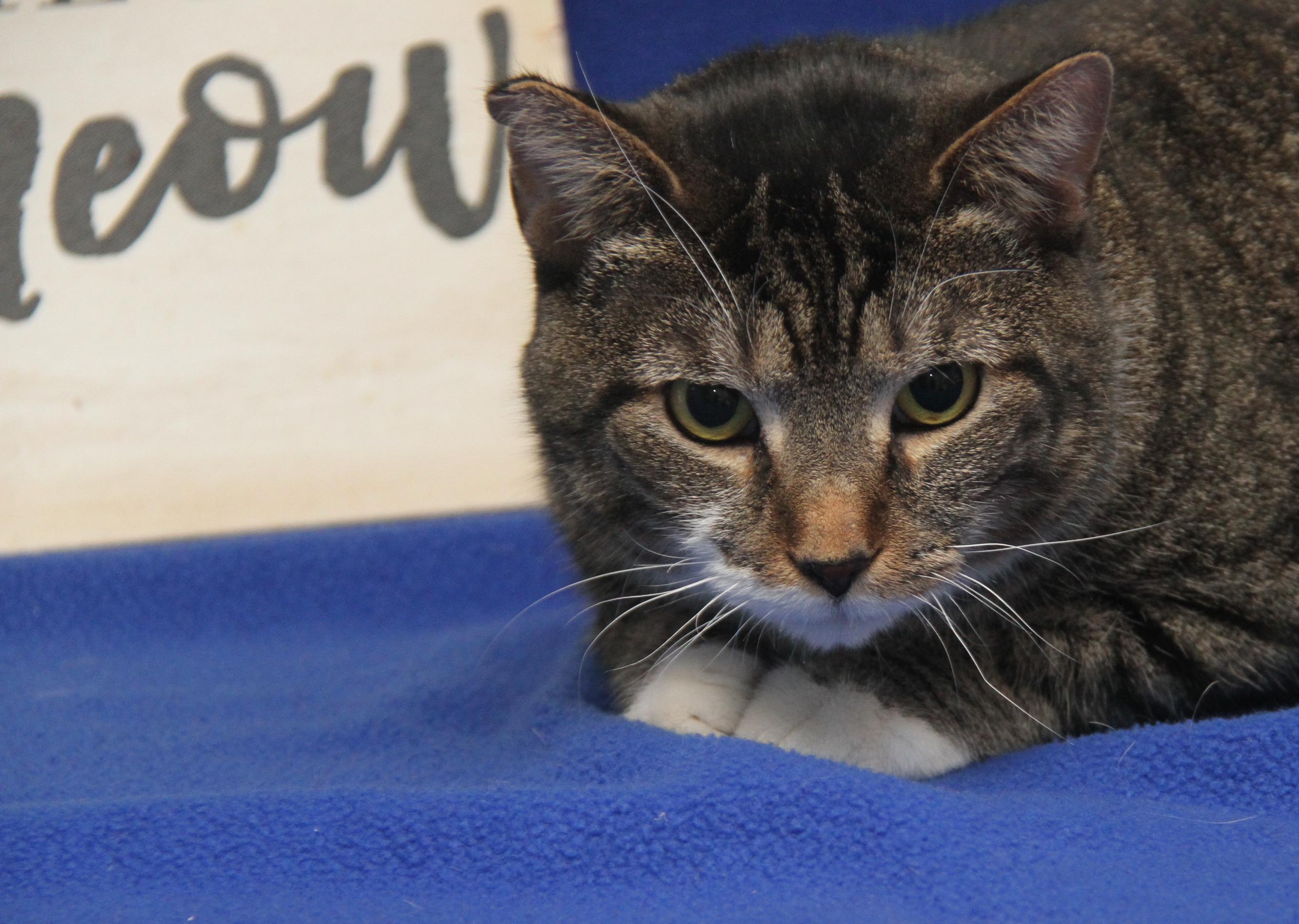 Enlarge Sox aka Socrates (Neutered & Combo Tested: FeLV+) (Photos 1/4/2025) (In Foster Care), a Adoptable mixed breed in Marietta, OH image 4/6