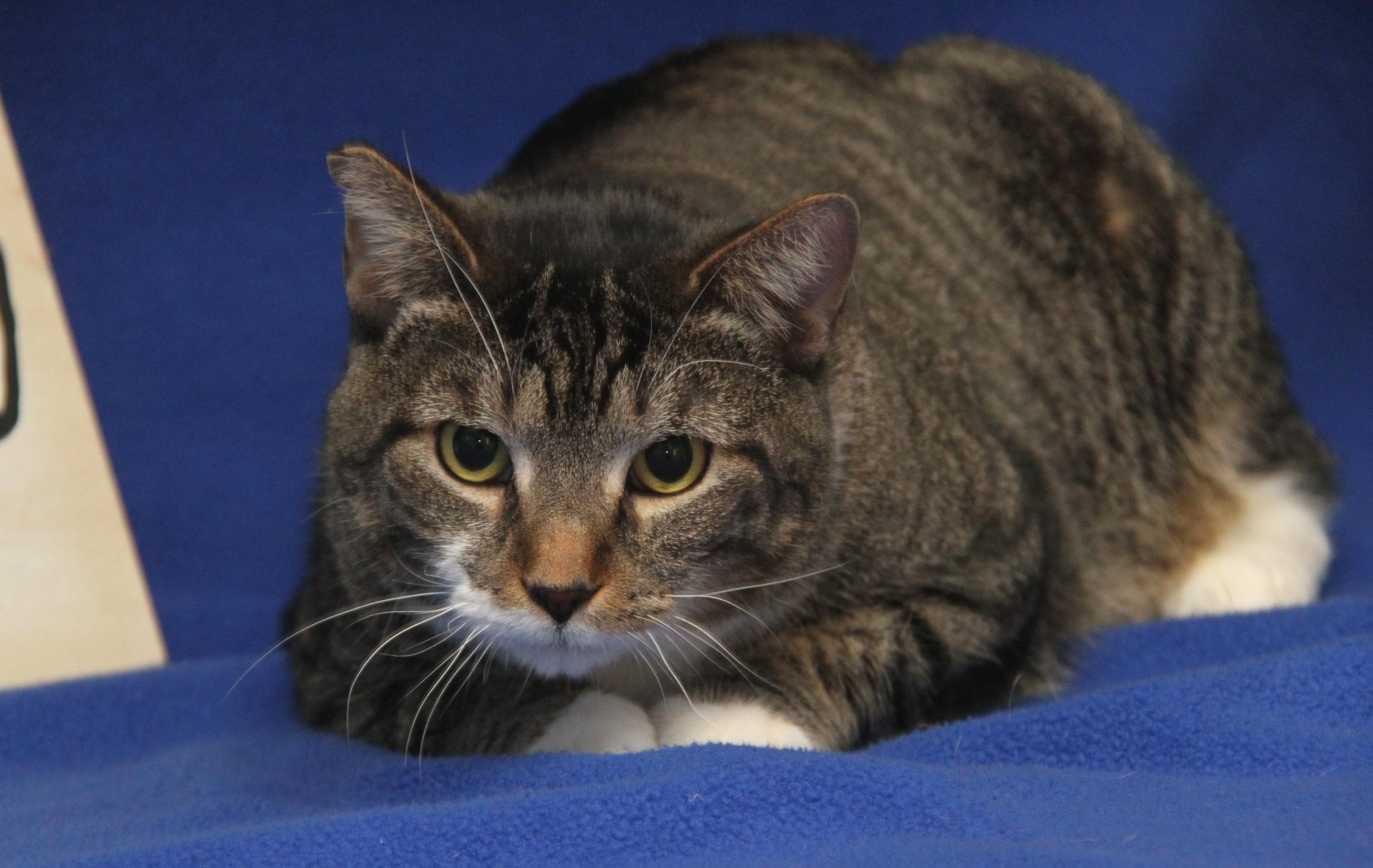 Enlarge Sox aka Socrates (Neutered & Combo Tested: FeLV+) (Photos 1/4/2025) (In Foster Care), a Adoptable mixed breed in Marietta, OH image 3/6