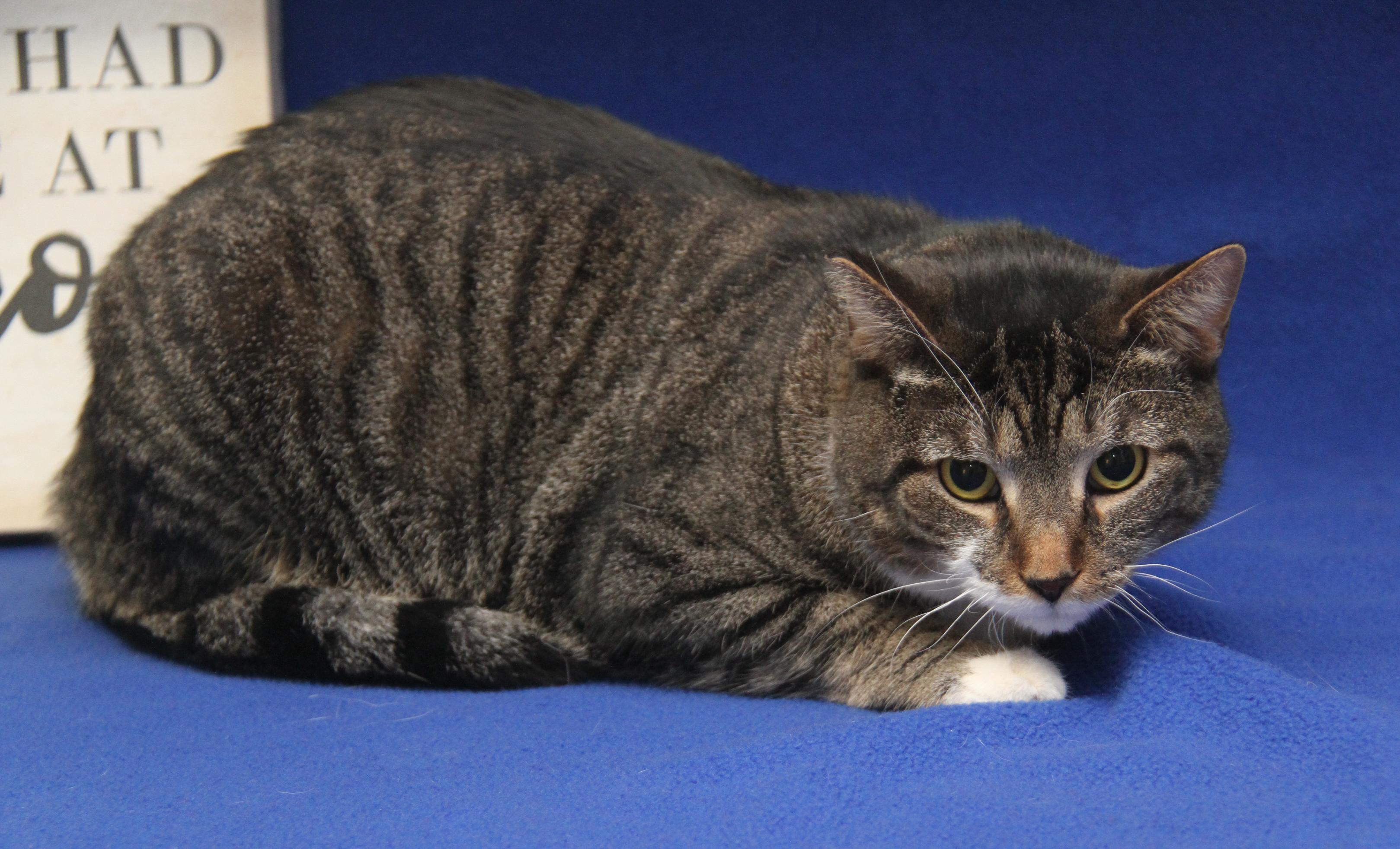 Enlarge Sox aka Socrates (Neutered & Combo Tested: FeLV+) (Photos 1/4/2025) (In Foster Care), a Adoptable mixed breed in Marietta, OH image 5/6