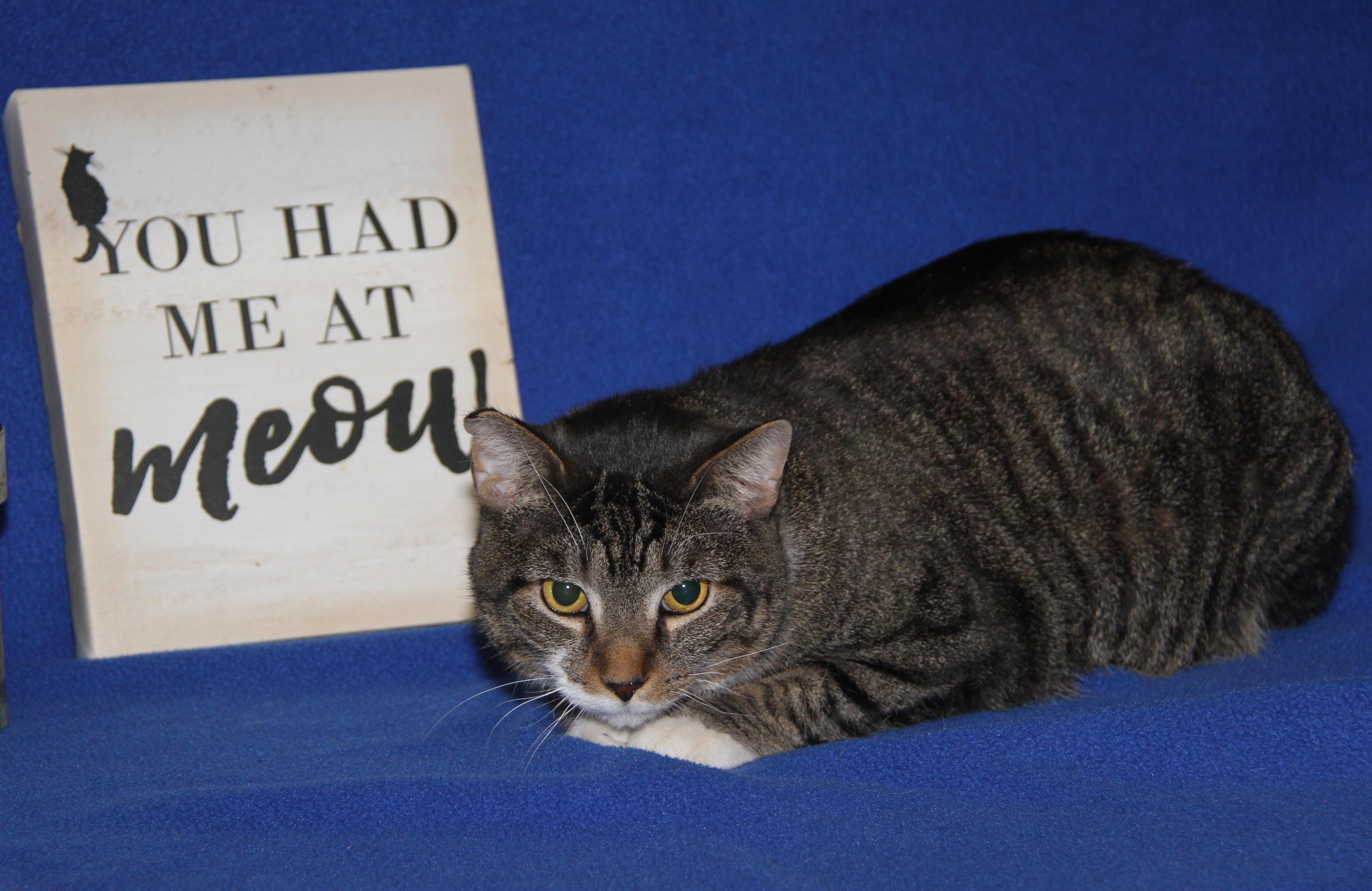 Enlarge Sox aka Socrates (Neutered & Combo Tested: FeLV+) (Photos 1/4/2025) (In Foster Care), a Adoptable mixed breed in Marietta, OH image 1/6