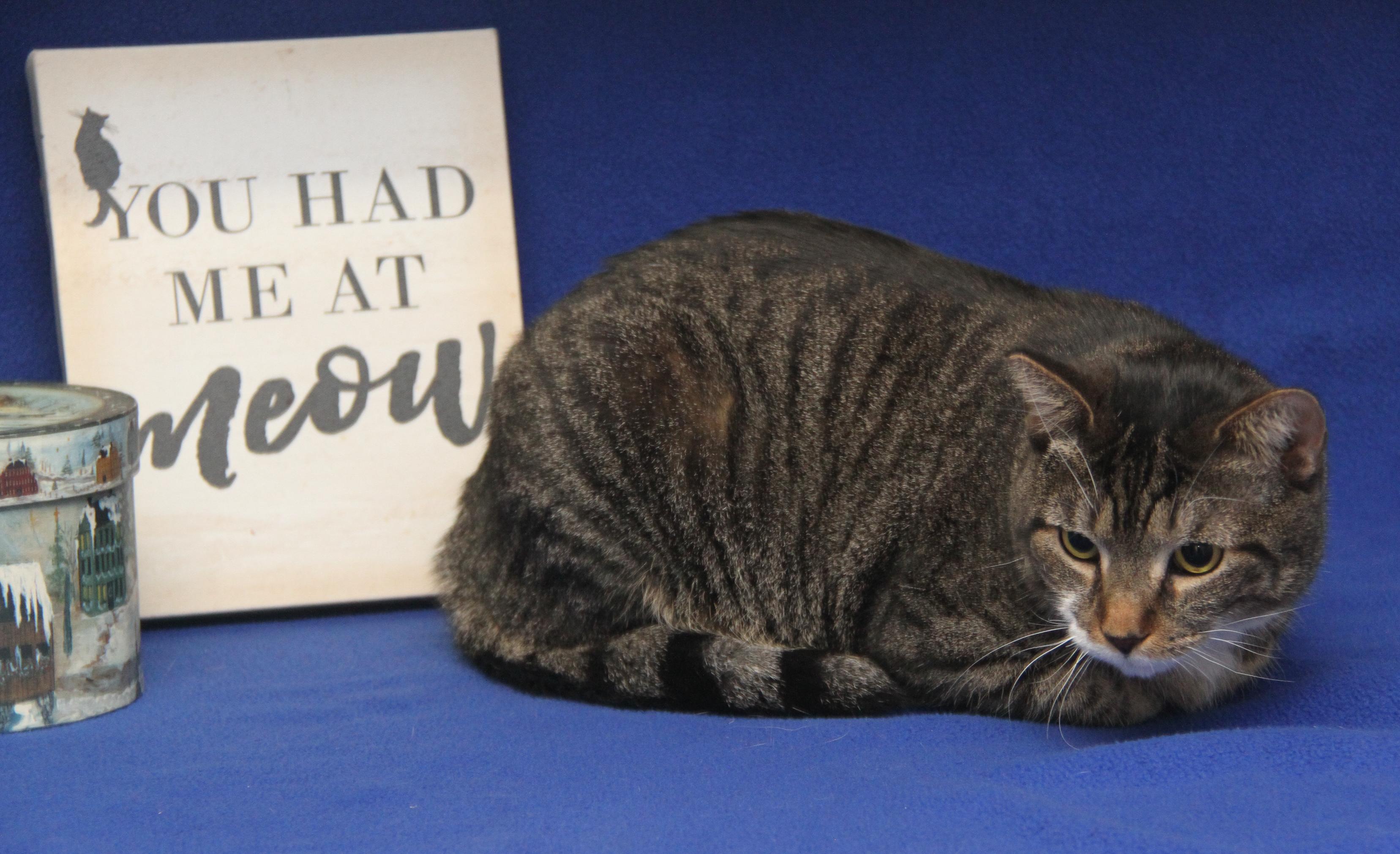 Sox aka Socrates (Neutered & Combo Tested: FeLV+) (Photos 1/4/2025) (In Foster Care) photo 6