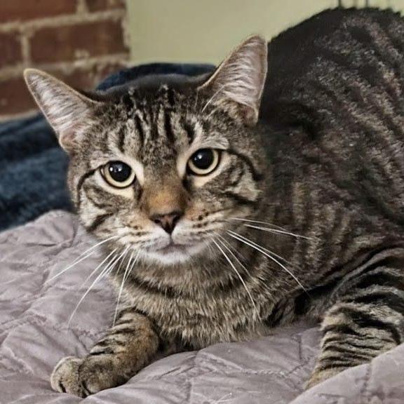 Kiri, a ADOPTABLE Domestic Short Hair in New York, NY image 3/5