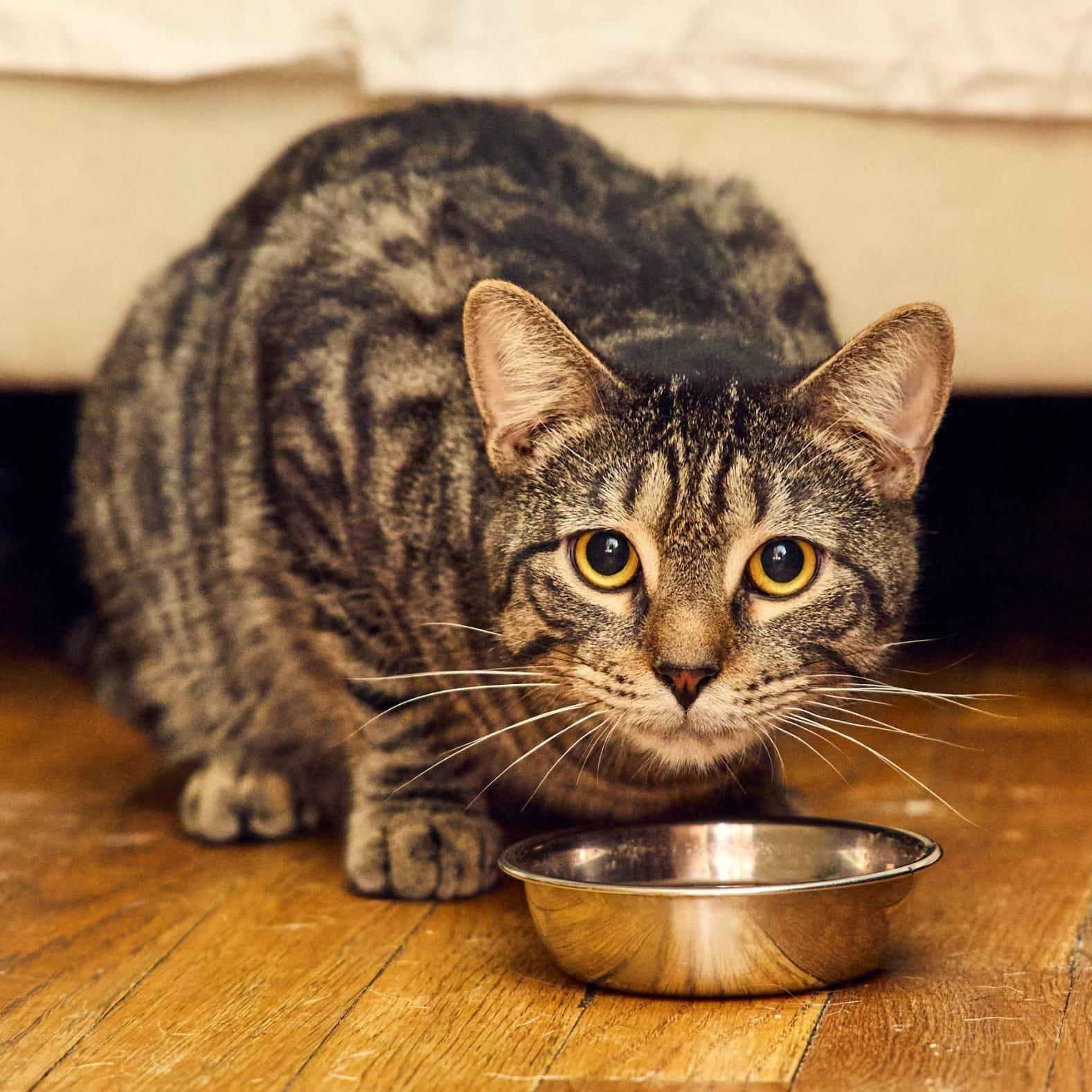 Kiri, ADOPTABLE, Young Male Domestic Short Hair.