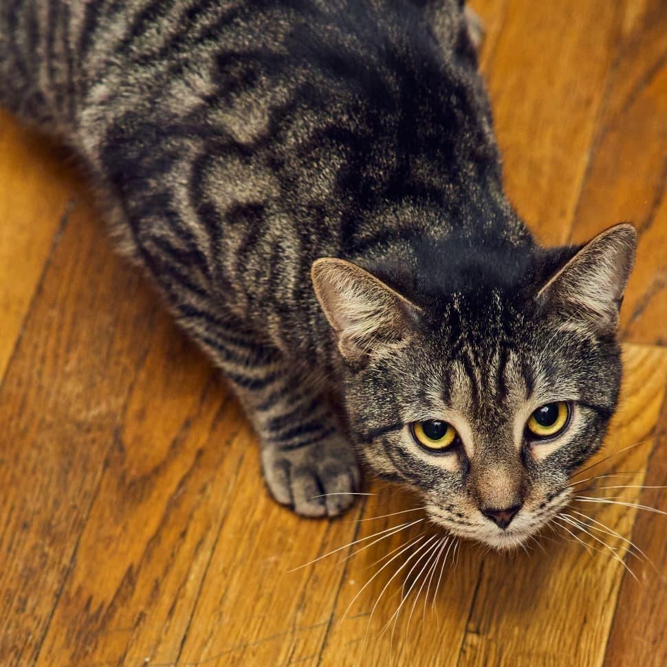 Kiri, a ADOPTABLE Domestic Short Hair in New York, NY image 4/5