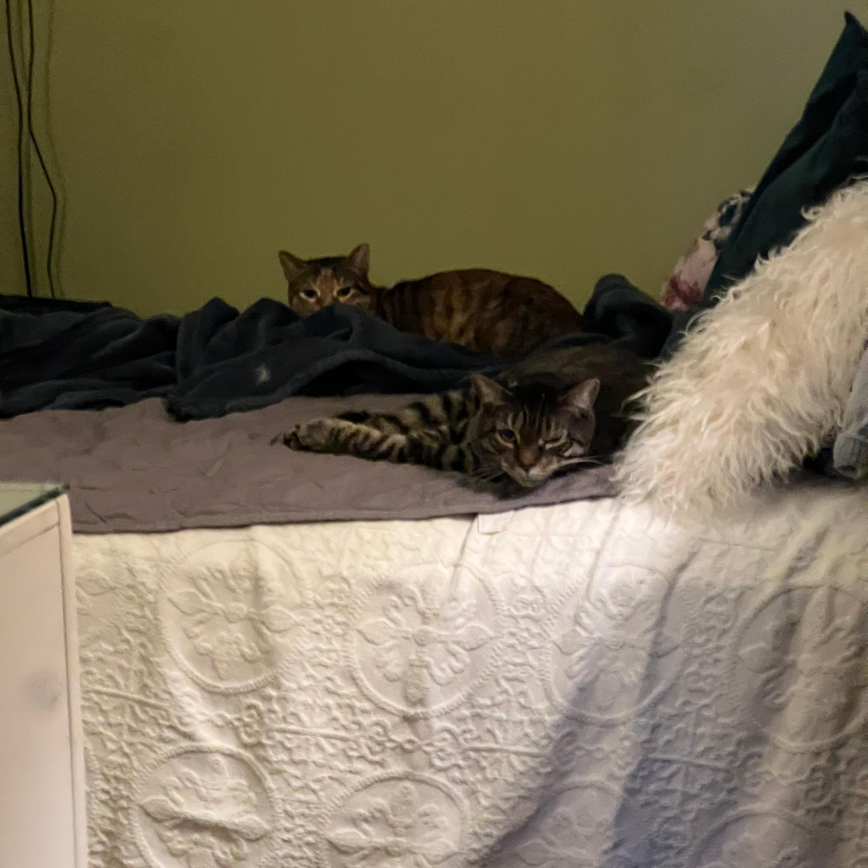 Kiri, a ADOPTABLE Domestic Short Hair in New York, NY image 5/5