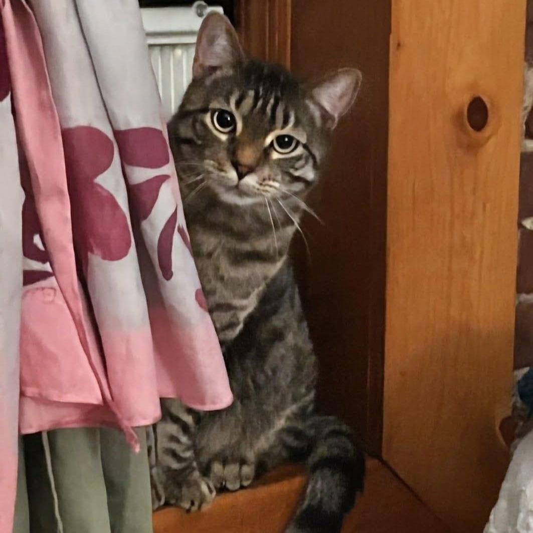 Kiri, a ADOPTABLE Domestic Short Hair in New York, NY image 2/5