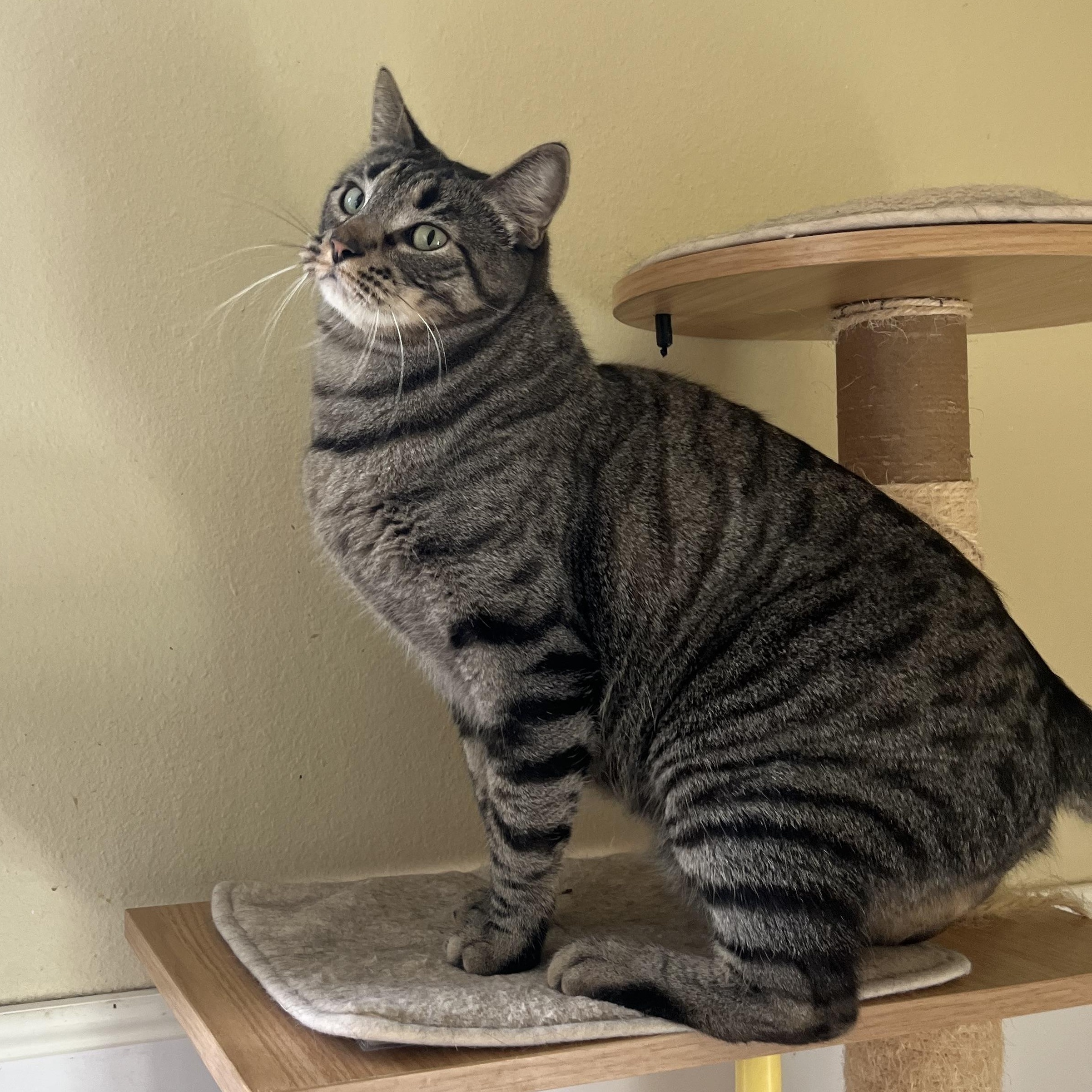 Enlarge Arlo, a ADOPTABLE Domestic Short Hair in Hammond, LA image 5/5