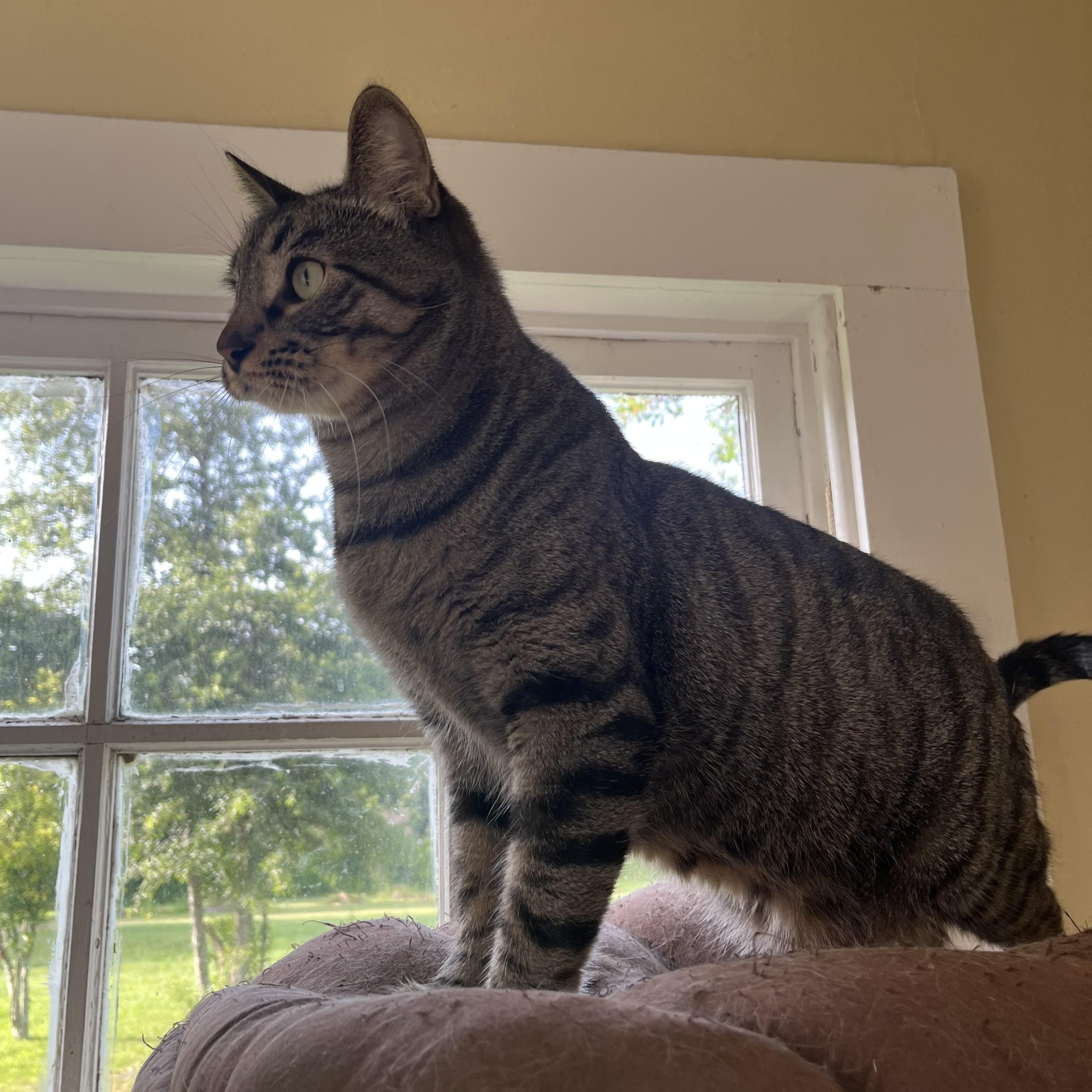 Enlarge Arlo, a ADOPTABLE Domestic Short Hair in Hammond, LA image 4/5