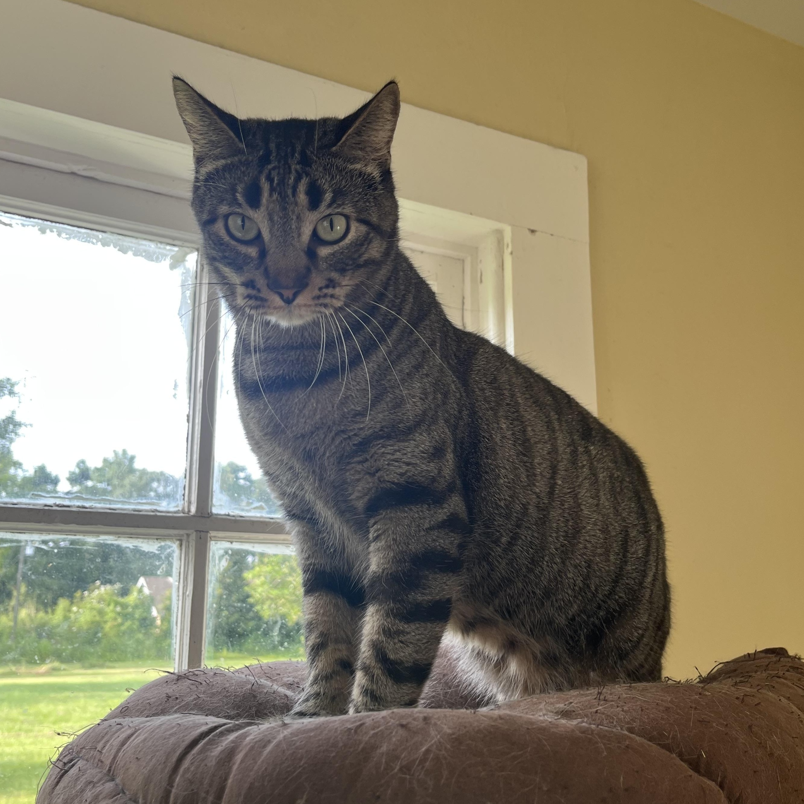 Arlo, ADOPTABLE, Adult Male Domestic Short Hair.