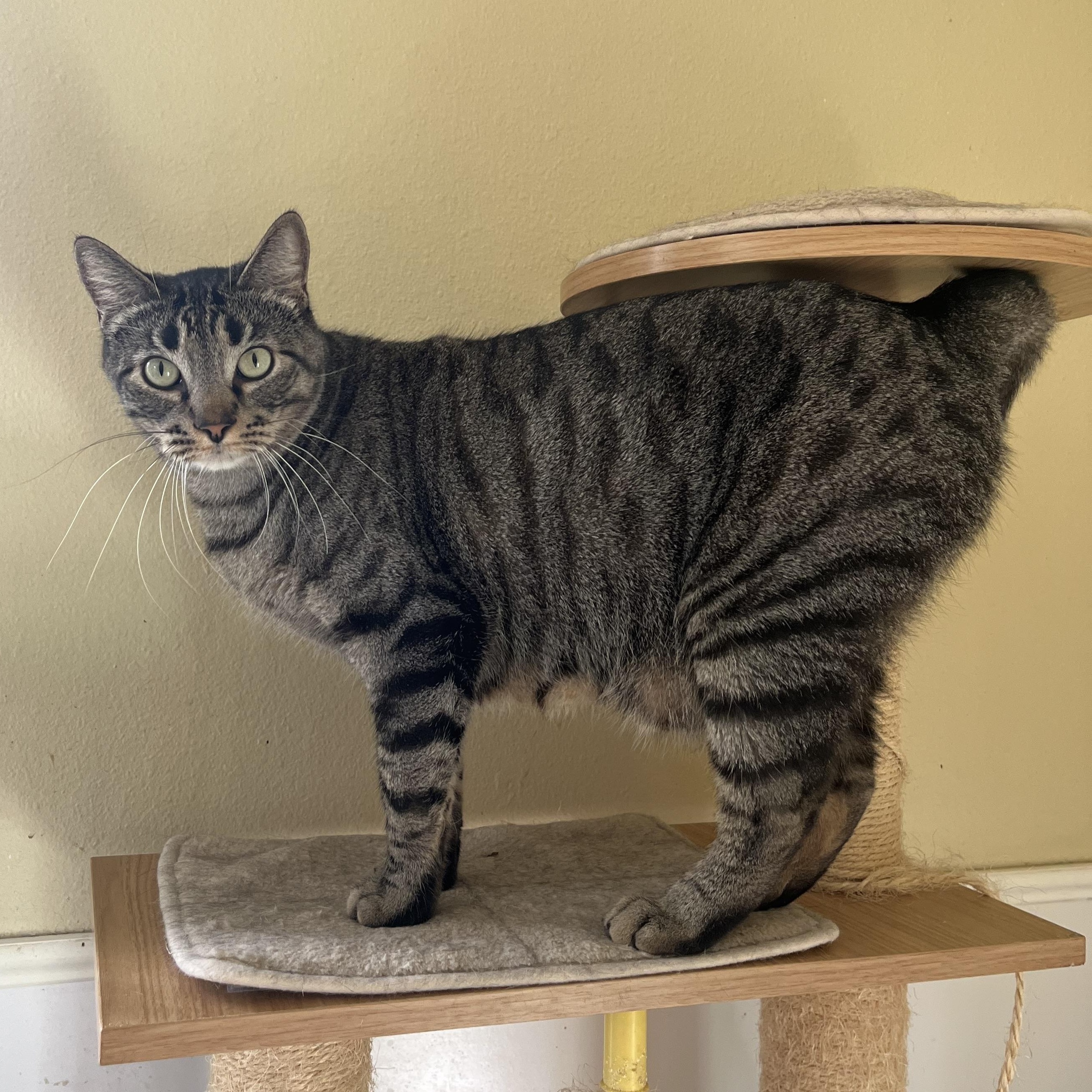Enlarge Arlo, a ADOPTABLE Domestic Short Hair in Hammond, LA image 3/5