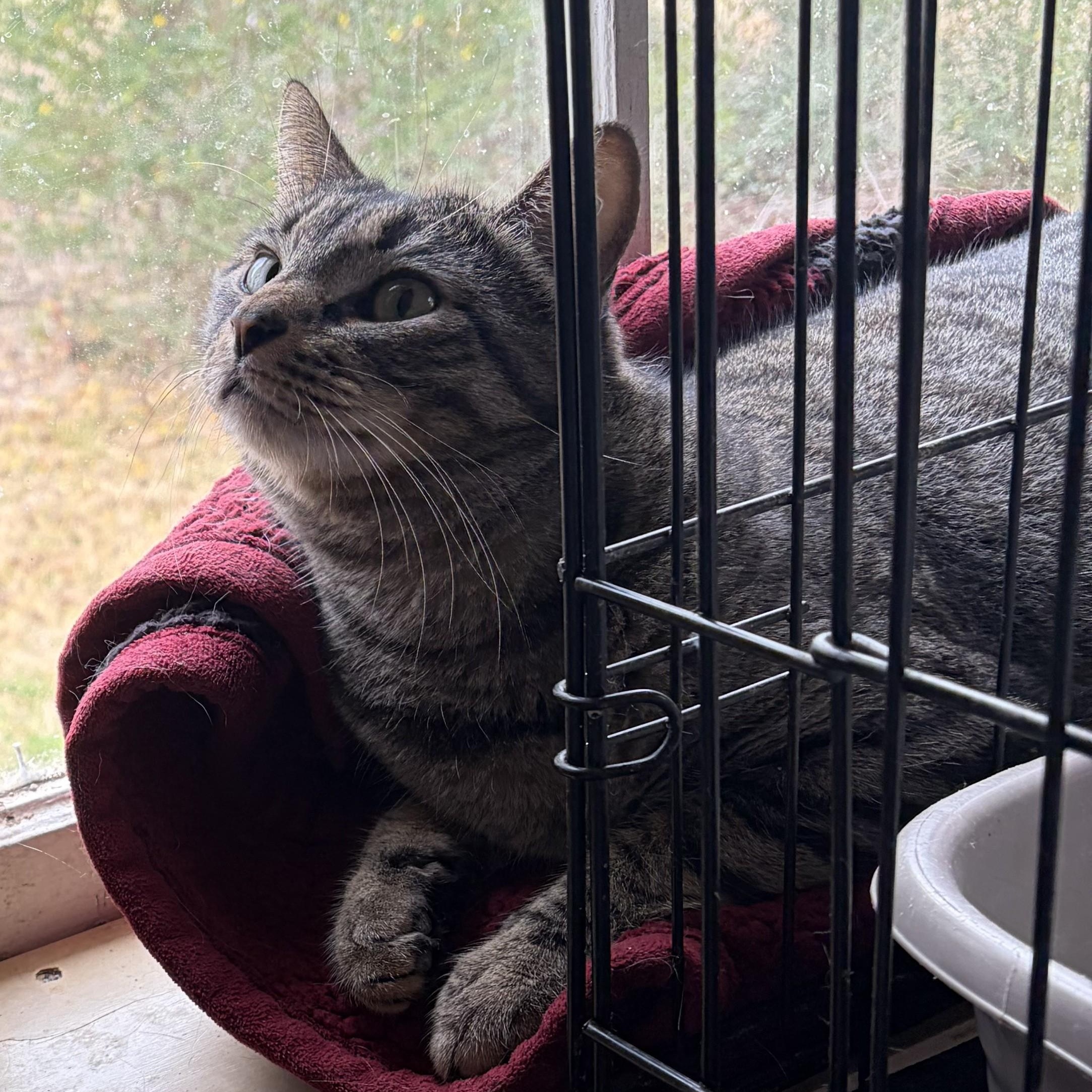 Enlarge Arlo, a ADOPTABLE Domestic Short Hair in Hammond, LA image 2/5