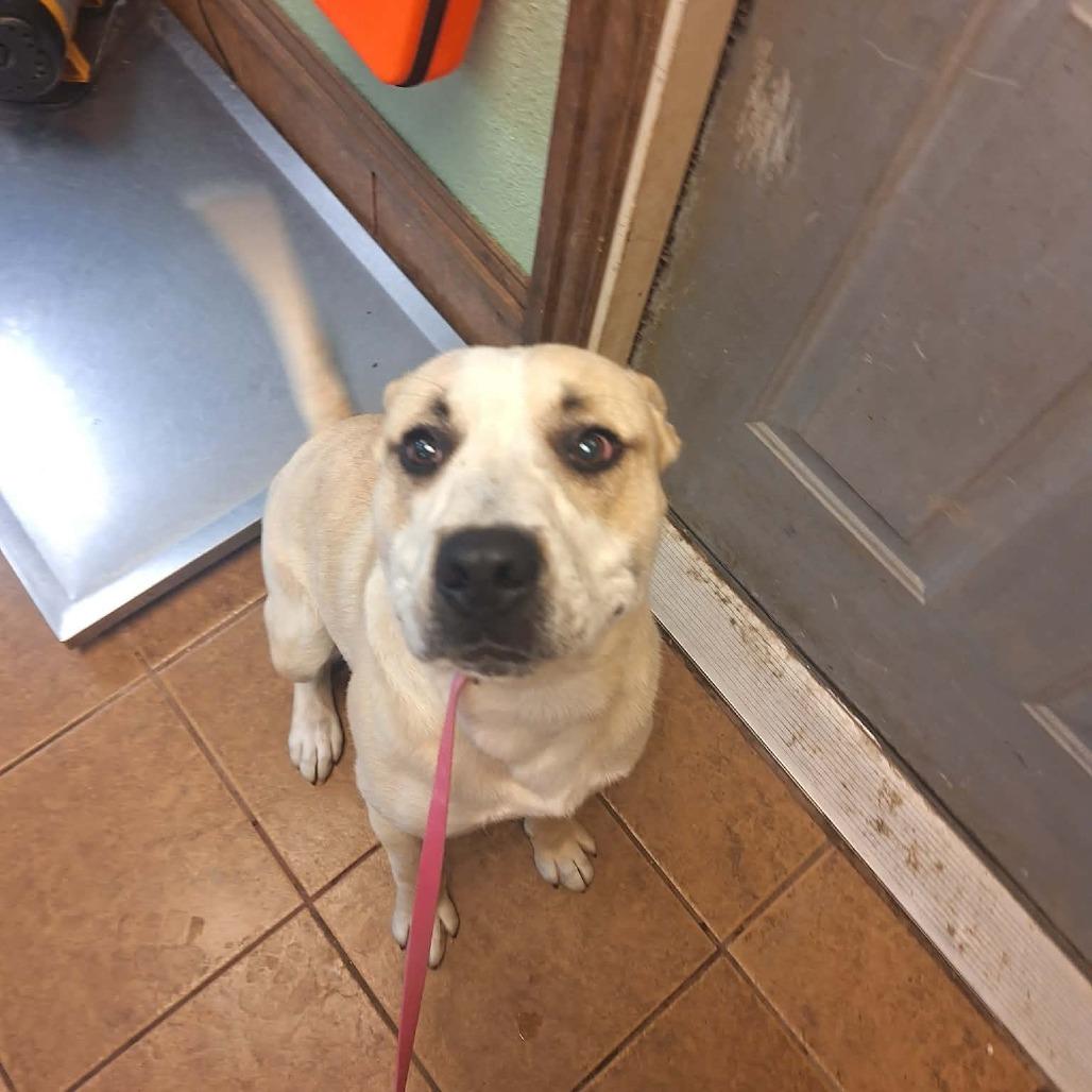 Snickers, Adoptable, Young Male Pit Bull Terrier.