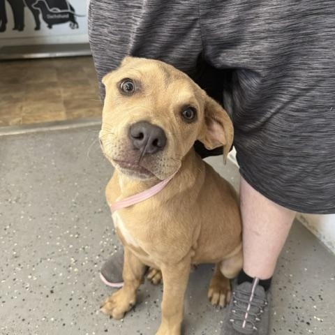 Booger, adopted, Young Male Labrador Retriever.