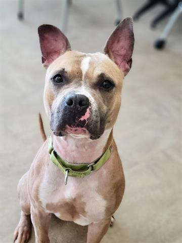 WHITNEY WIGGLES, Adoptable, Adult Female American Staffordshire Terrier & Pit Bull Terrier.