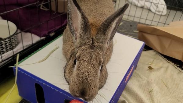 Luffy, a Adoptable mixed breed in Staten Island, NY image 1/6