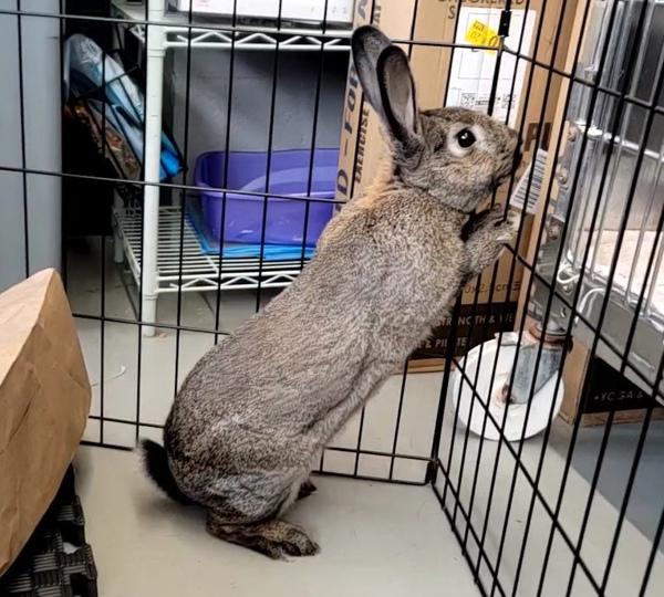 Luffy, a Adoptable mixed breed in Staten Island, NY image 2/6