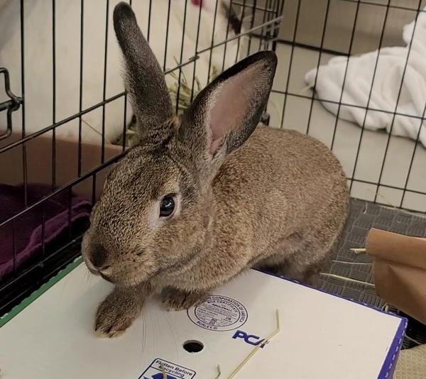 Luffy, Adoptable, Young Male Rex.