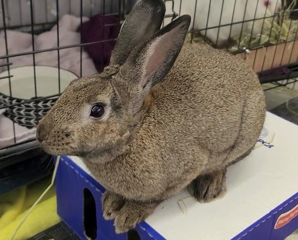 Luffy, a Adoptable mixed breed in Staten Island, NY image 4/6