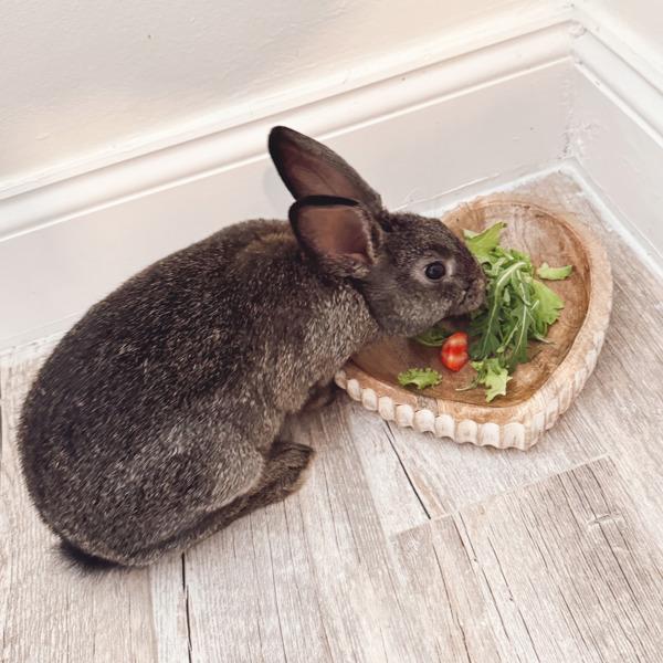 Luffy, a Adoptable mixed breed in Staten Island, NY image 5/6