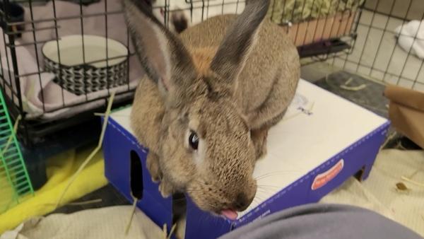 Luffy, a Adoptable mixed breed in Staten Island, NY image 6/6