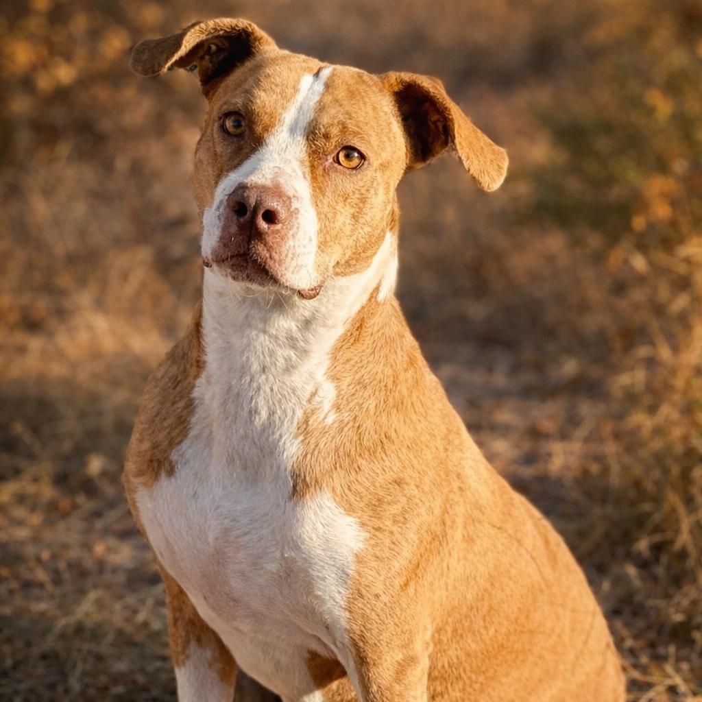 Enlarge Izzie, a Adoptable mixed breed in Austin, TX image 5/6