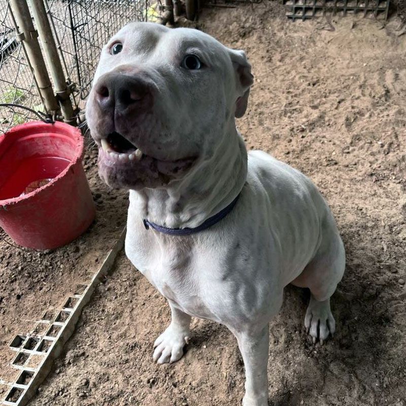 Kira, Adoptable, Adult Female Pit Bull Terrier.