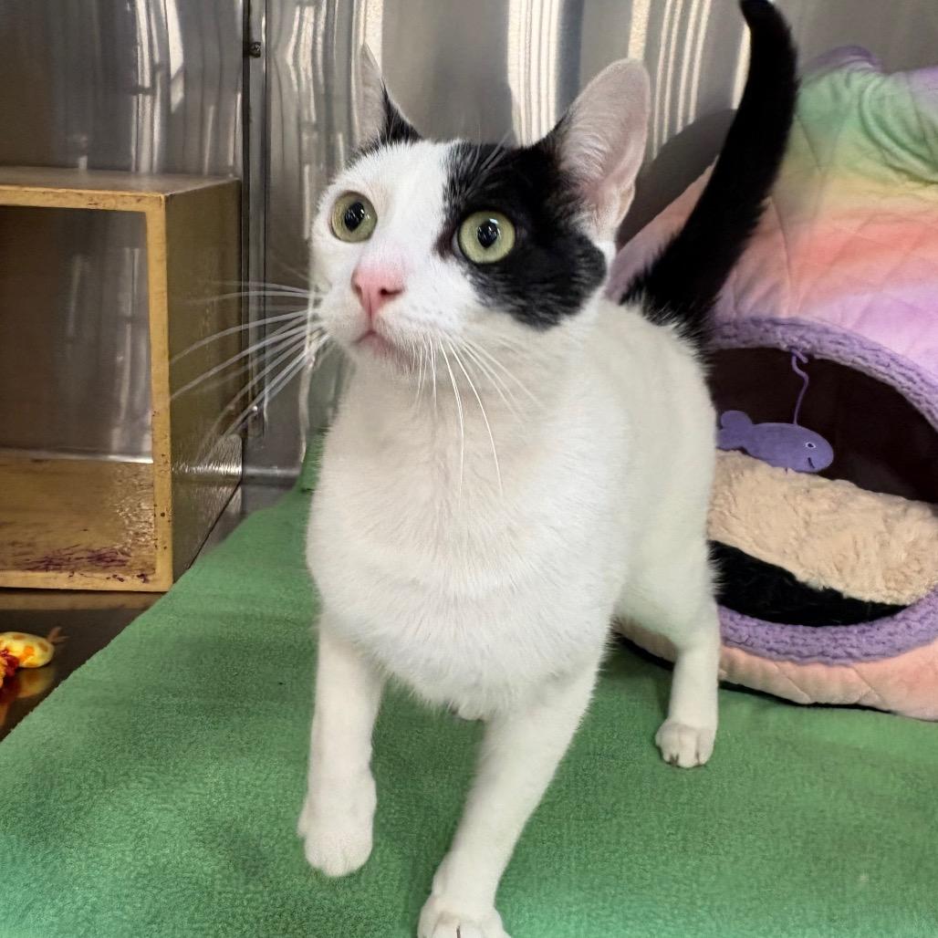 Enlarge Bowie Merkel, a Adoptable Domestic Short Hair in Tallahassee, FL image 1/3